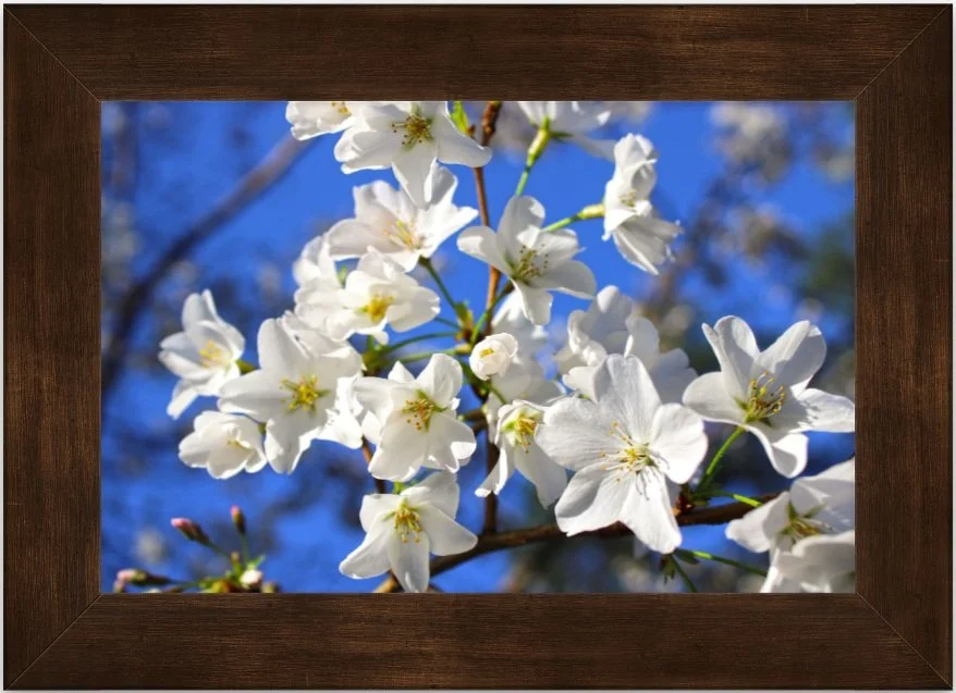 White blossoms 8x12 framed.jpg