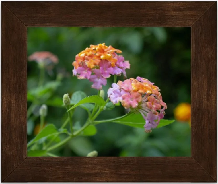 Rainbow Lantana 8x10 framed.jpg