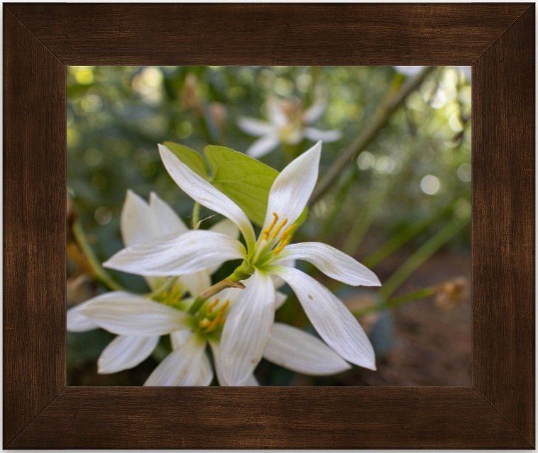 White flowers 8x10 framed.jpg