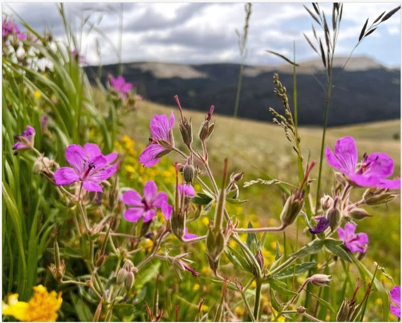 wildflowers 8x10.jpg