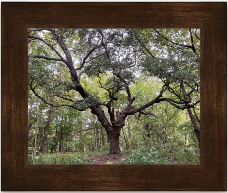Standing Tall 8x10 framed.jpg