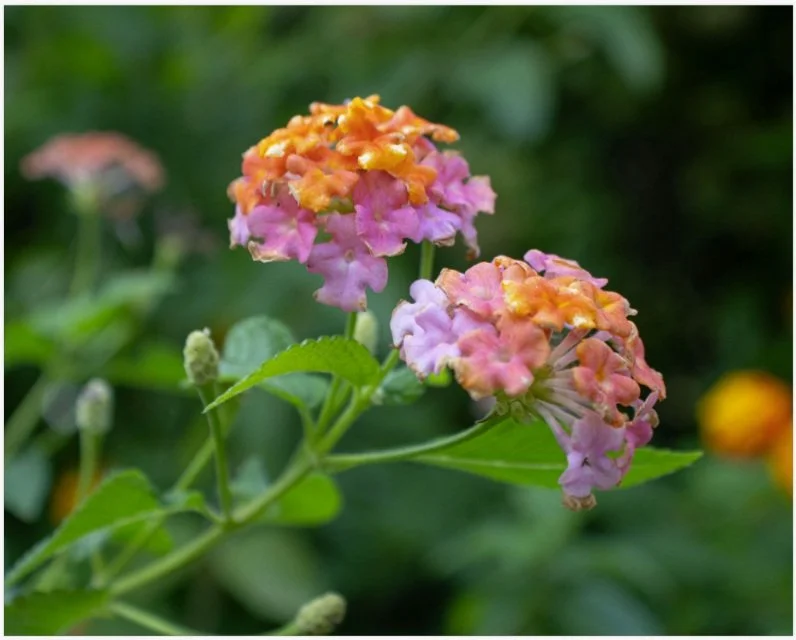 Rainbow Lantana 8x10.jpg
