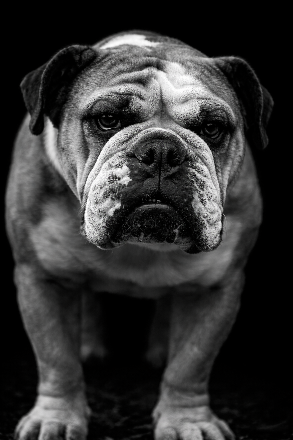 Dolly -  

Professional couch potato and emotional support bulldog. Moonlights as a water dog and Olympic-level trampoline artist. 

Her intestinal tract should have a hazmat warning. Her hobbies include snoring and judging everyone silently. 