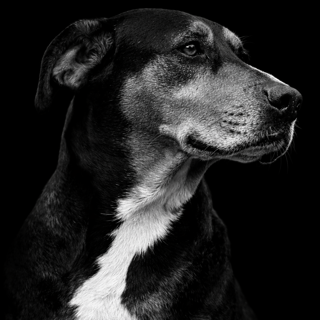 Mattis - Born to a teenage mom and an unknown father, Mattis has grown into our fearless leader, exceptional livestock guardian, and resident mediator who oversees everything at Holloffolter Farm. He is brave but also deeply codependent, steals eggs 