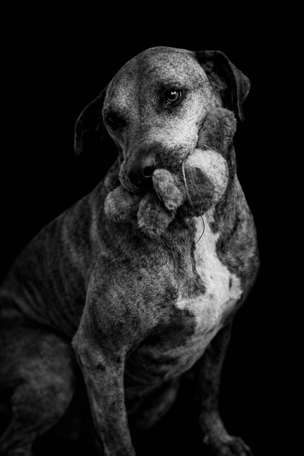 Bitz - The reason we can't have nice things. Fearless protector, codependent, and willing to annoy you into a blind rage if it means she gets attention. Hobbies include eating anything wood, including your porch furniture and yelling at Mattis for no