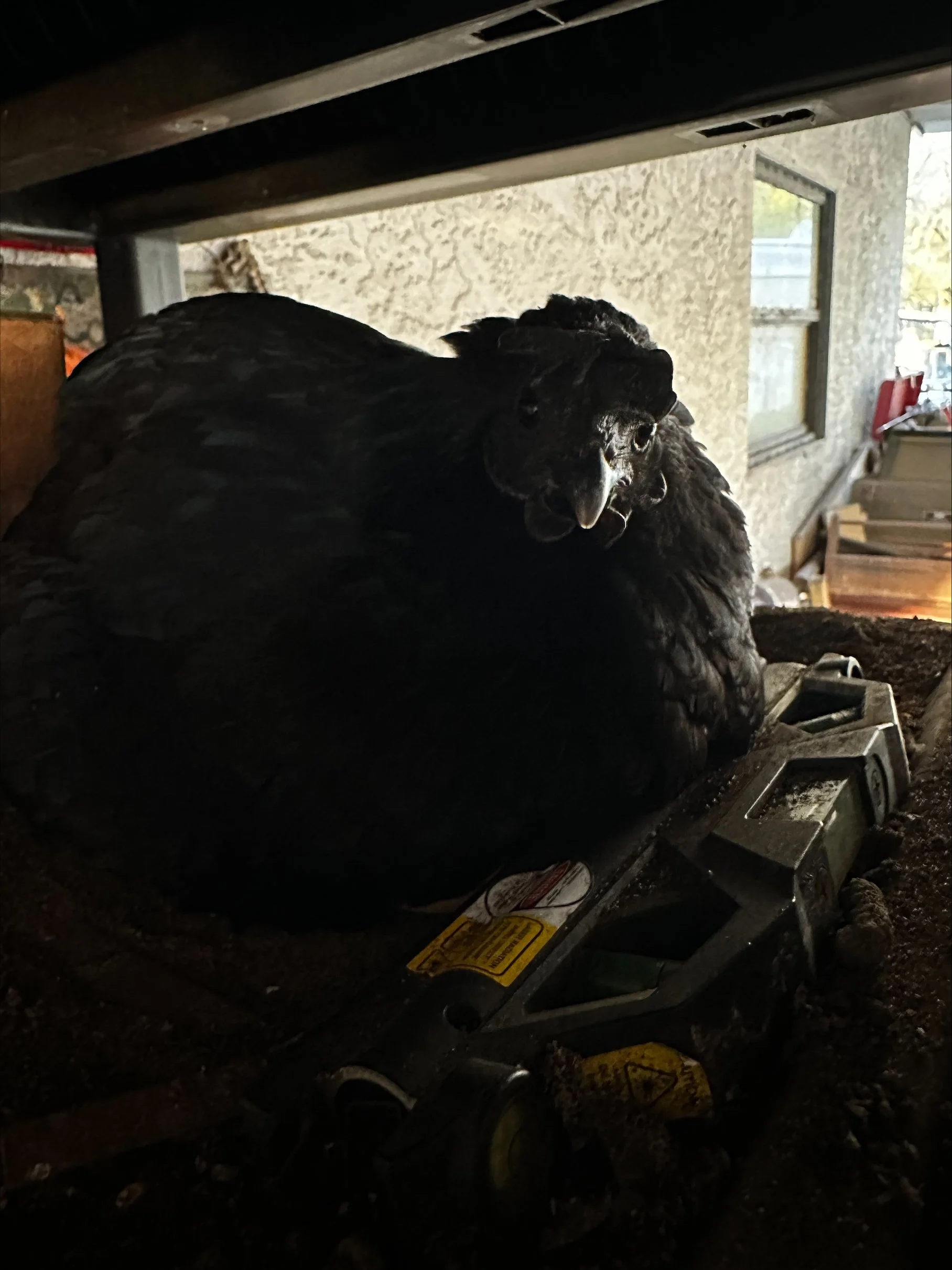 Shelf Dragon Ayam Cemani