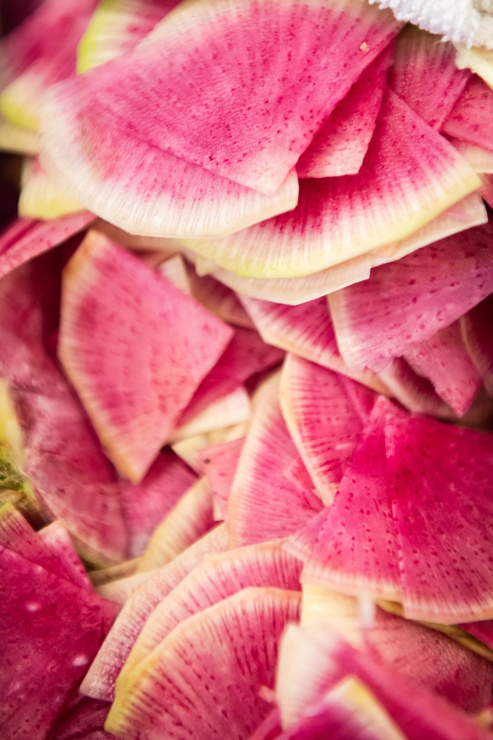 Close-up of sliced pink watermelon radish with white edges.