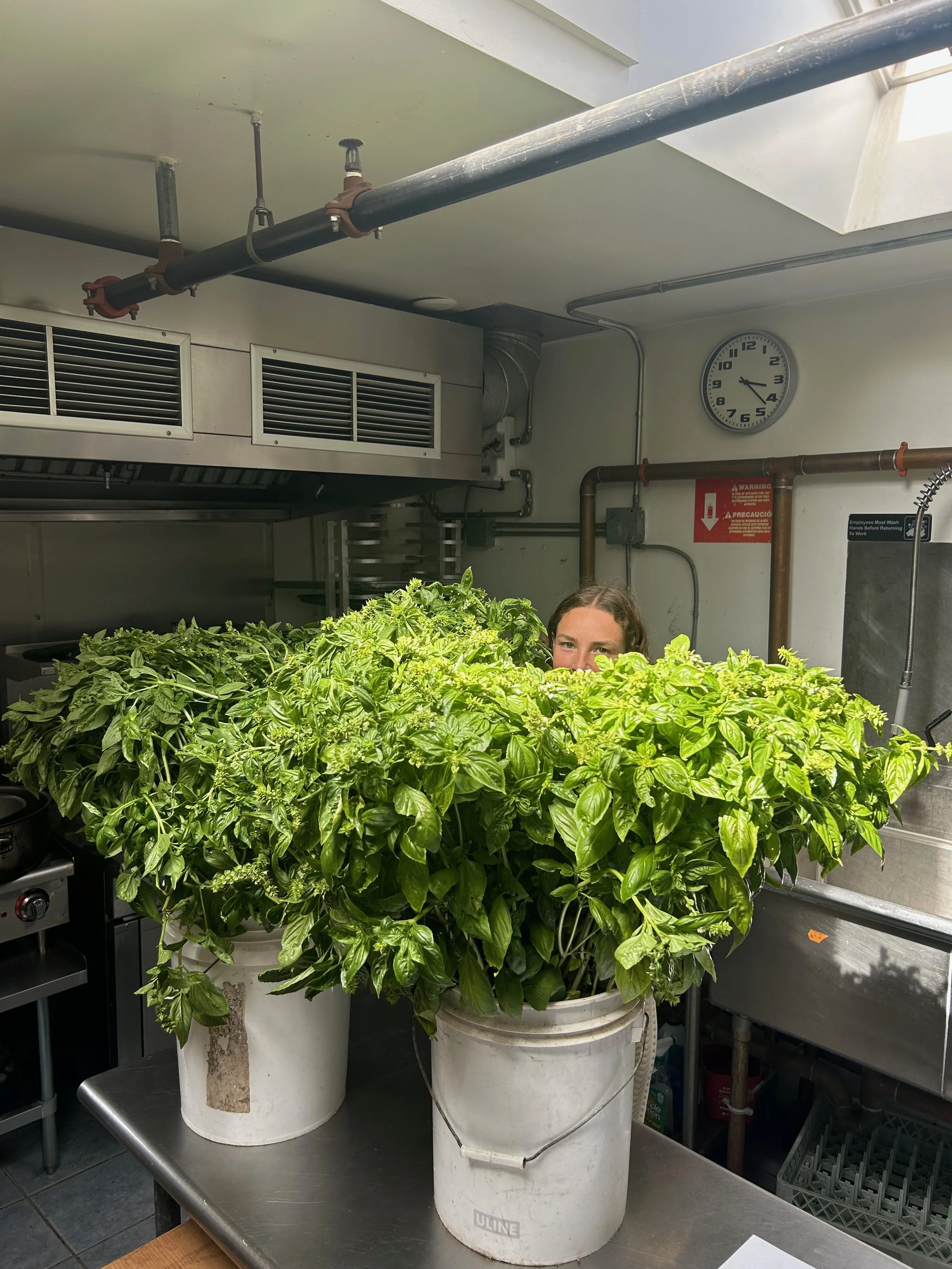 Large buckets filled with lush green basil plants on a stainless steel table in a commercial kitchen in West Tisbury, with a person partially hidden behind the plants, visible only from the eyes up.