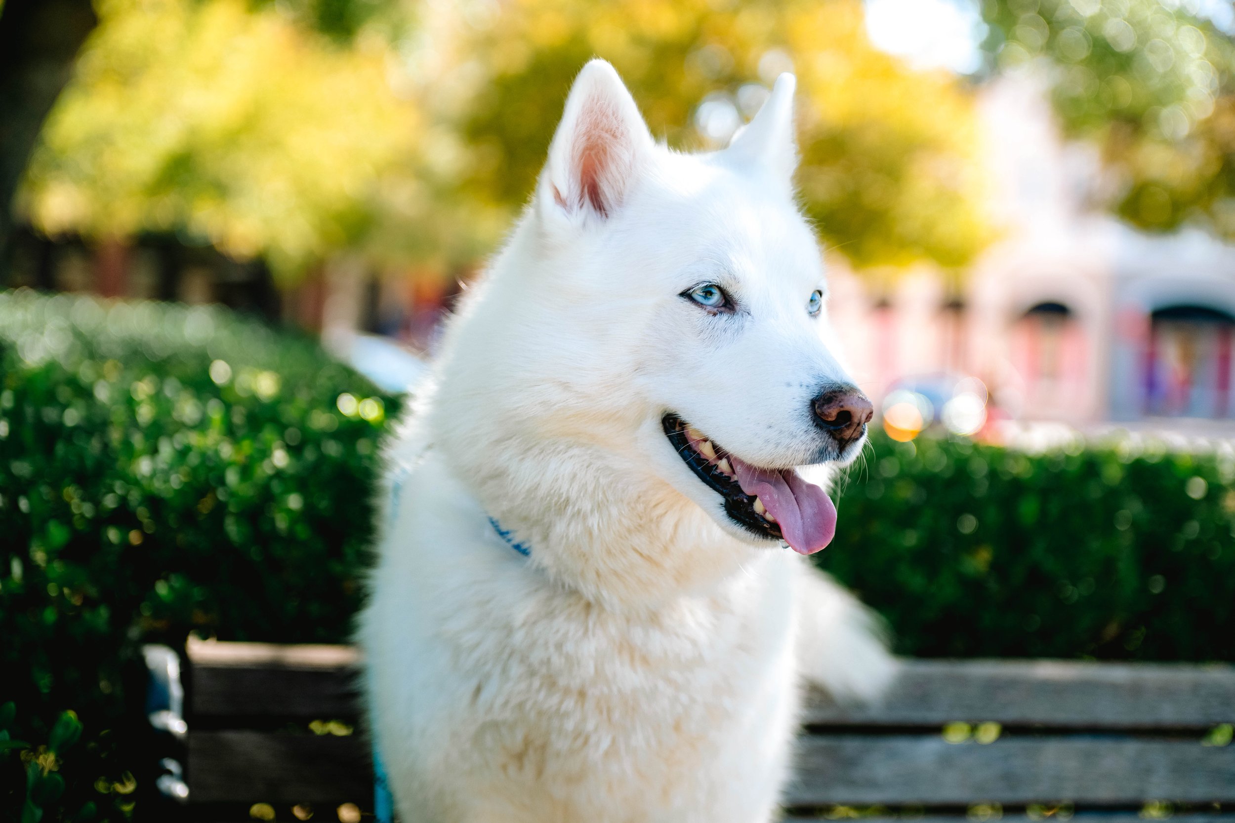 An image of the therapy dog used in sessions for children with ADHD in Fort Worth, Texas