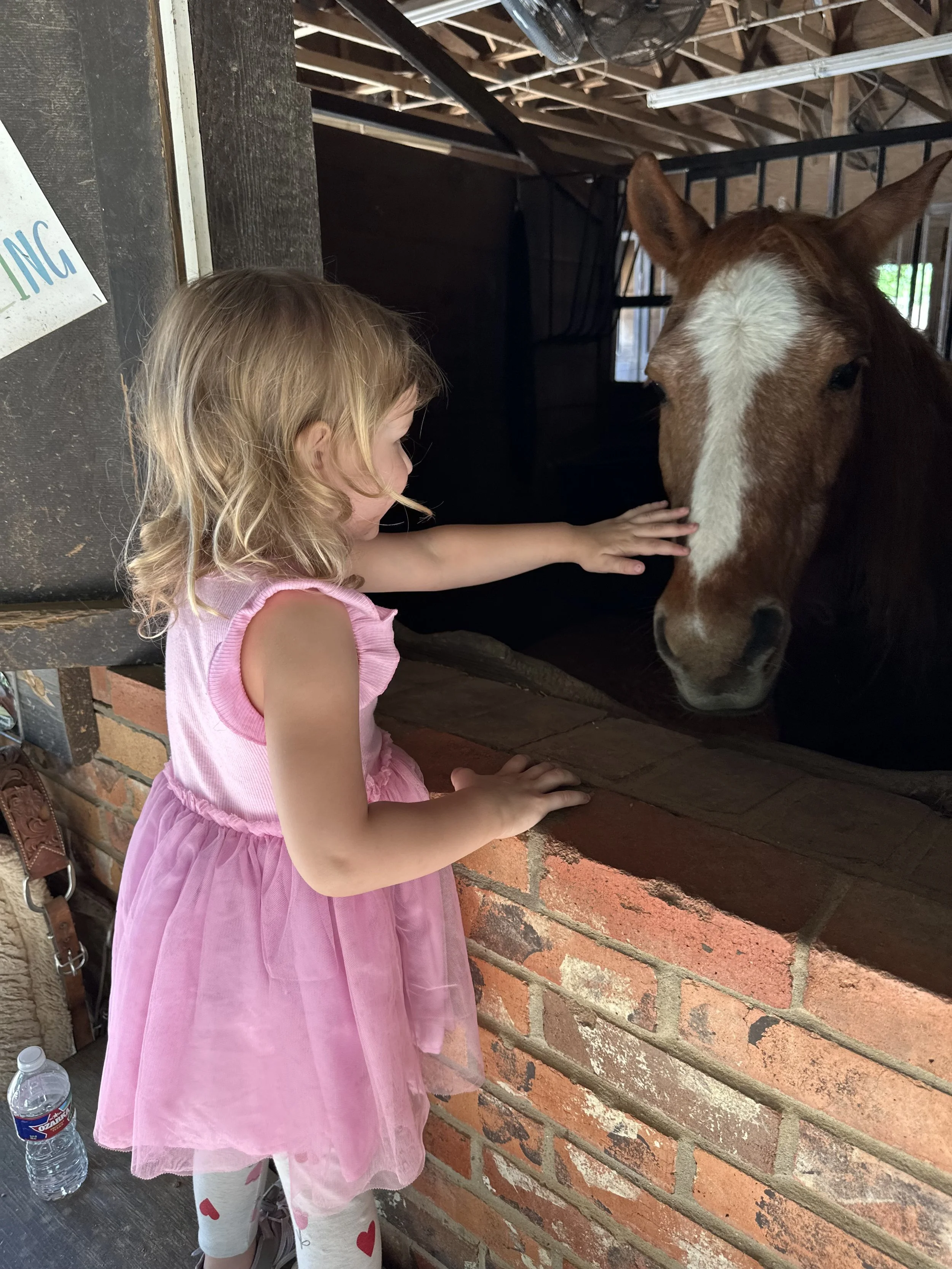 Equine-Assisted Learning for Confidence, Regulation, and Growth
