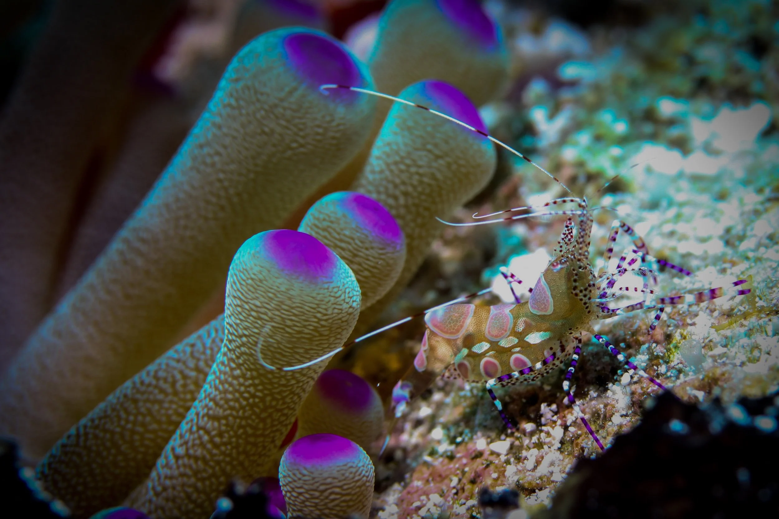 Where It Started: Learning to Photograph Underwater