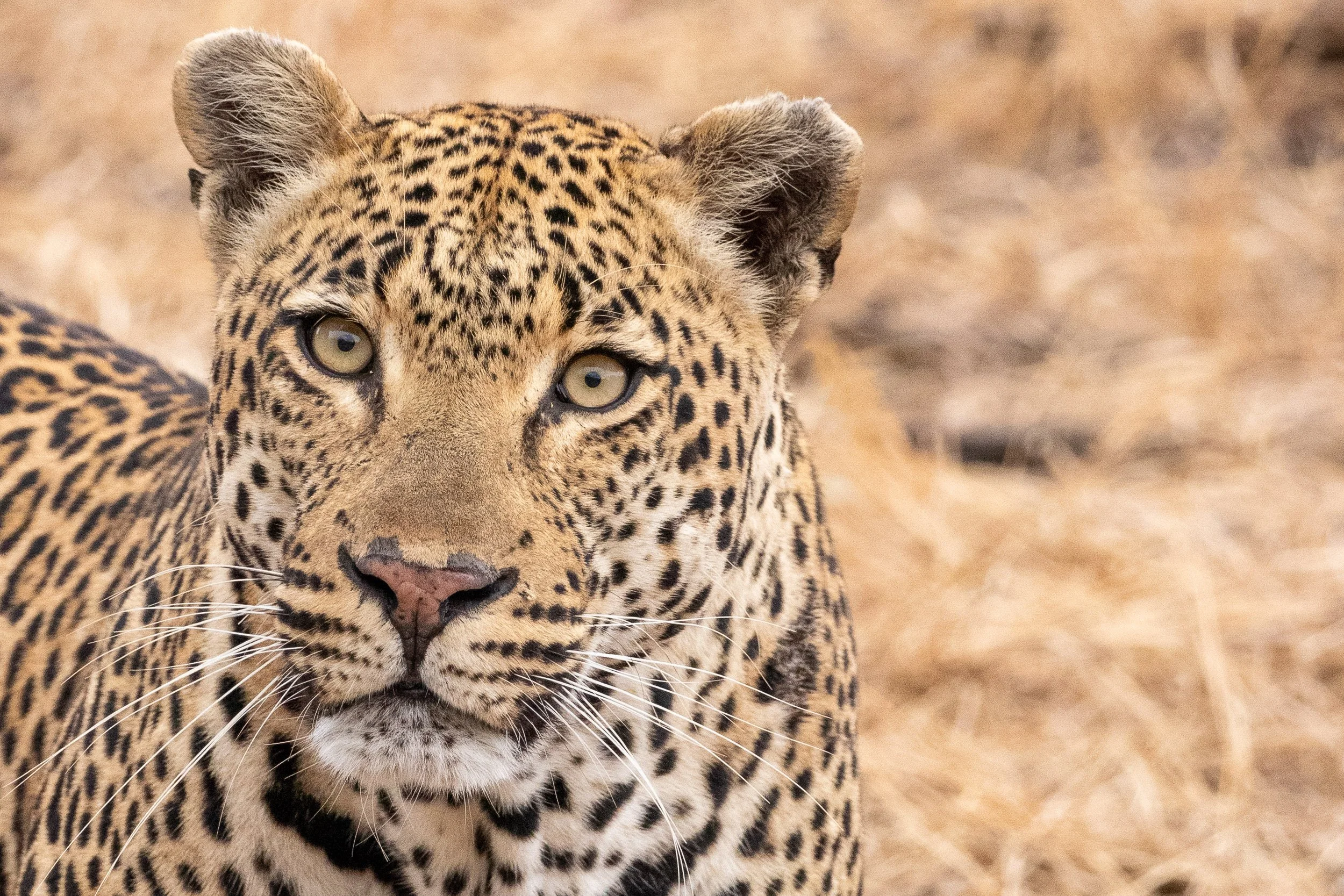 Close-up of a leopard's face showing its yellow eyes, spotted fur, and whiskers, with a blurred background of dry grass.