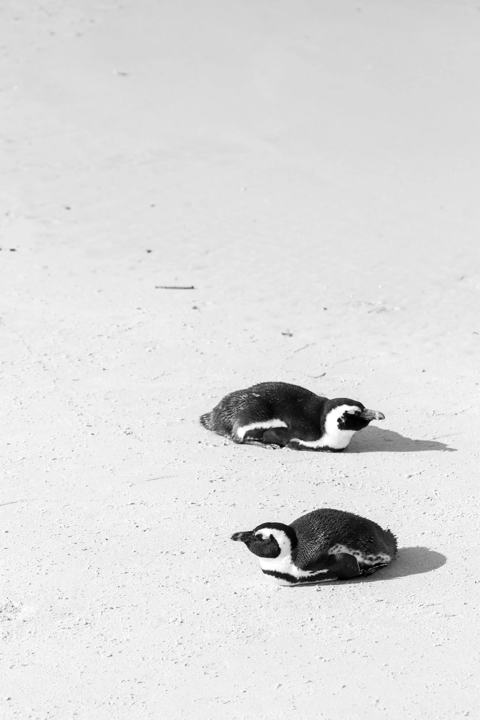 Two penguins lying down on a sandy beach, with a third penguin's head visible at the bottom of the image.
