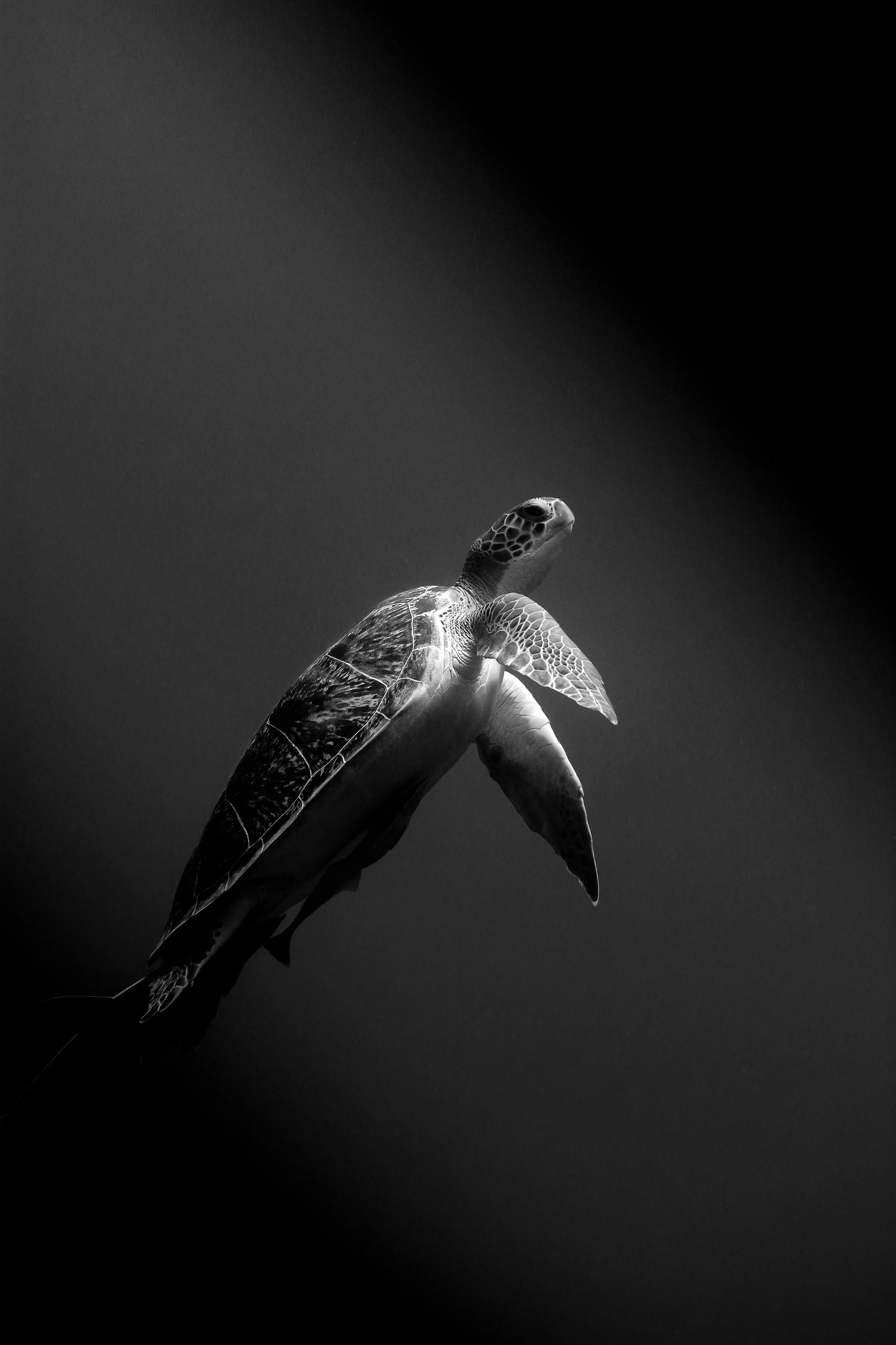 Ascent