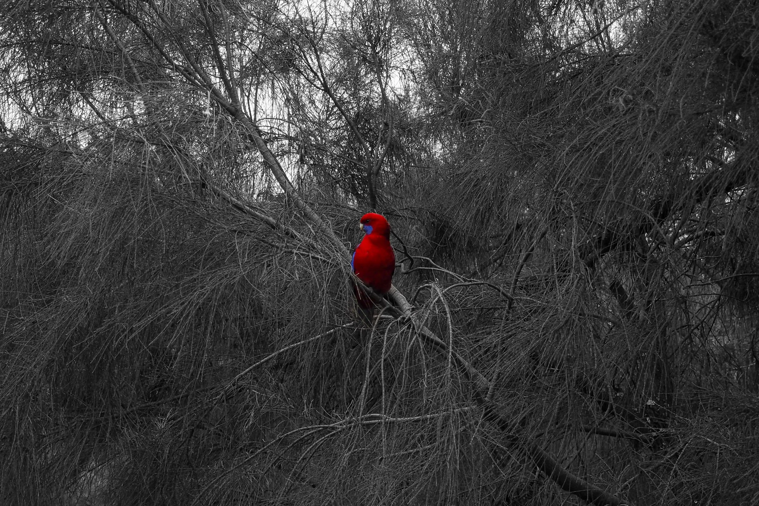 A colorful bird, with red, purple, and blue feathers, perched on a branch among a dense network of gray, leafless twigs and branches.