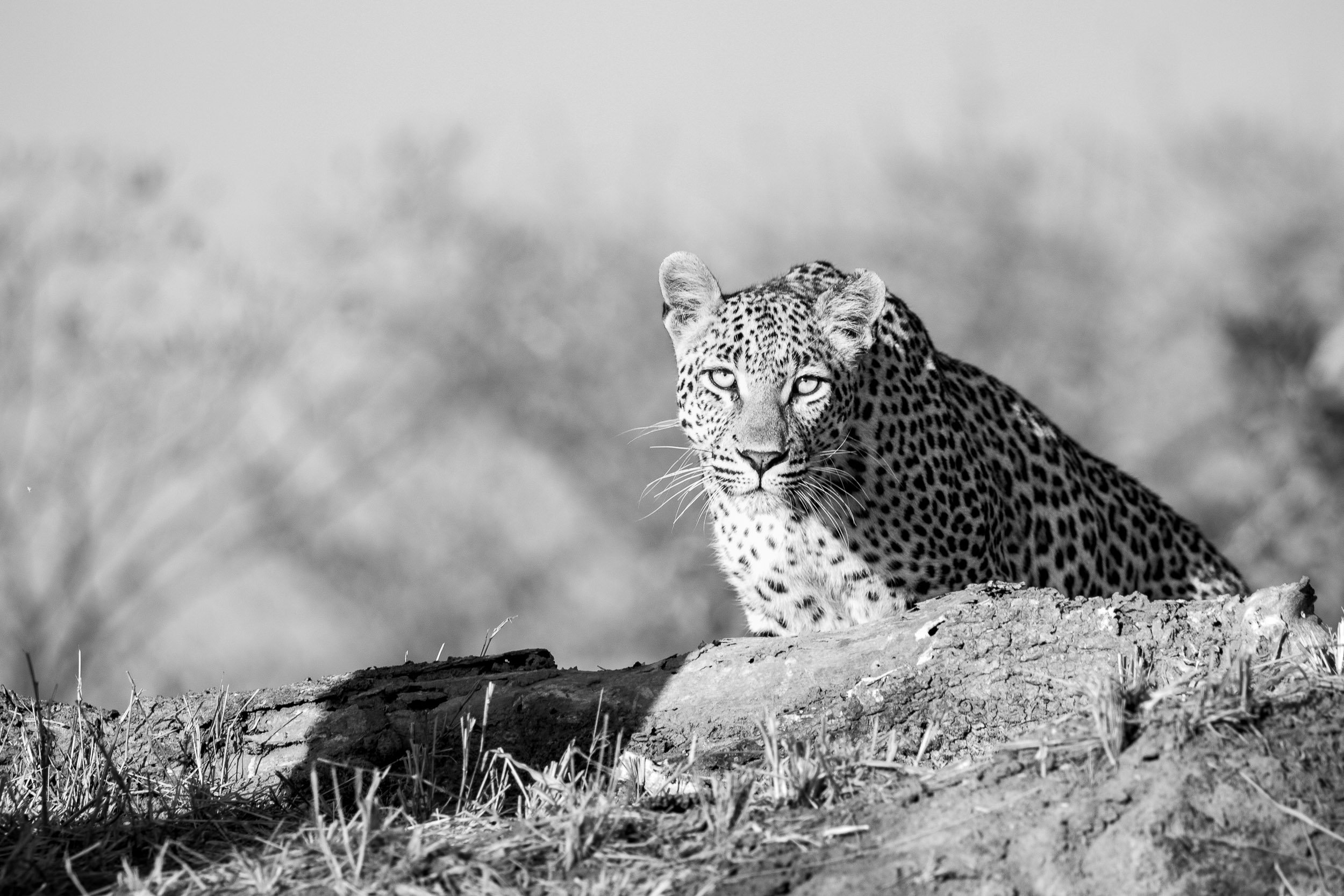 Black and white photograph of a leopard lying on a tree branch, looking directly at the camera. The background is blurred, emphasizing the leopard.