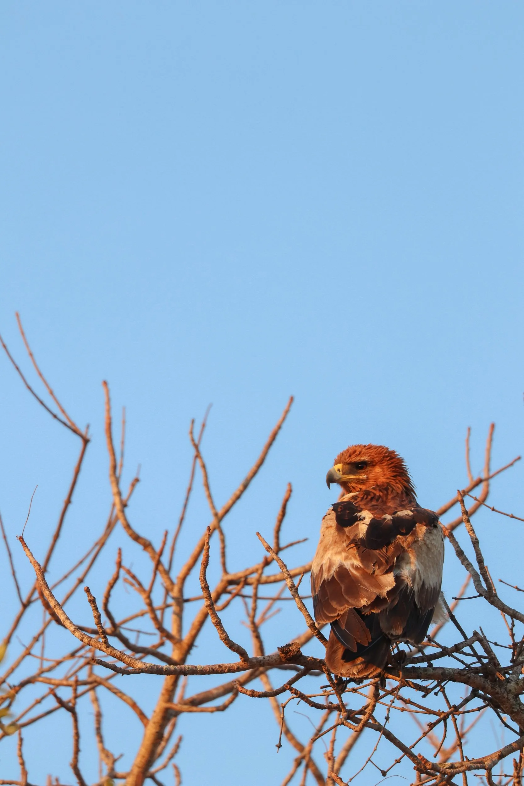 A hawk perched on a bare tree branch against a bright blue sky.