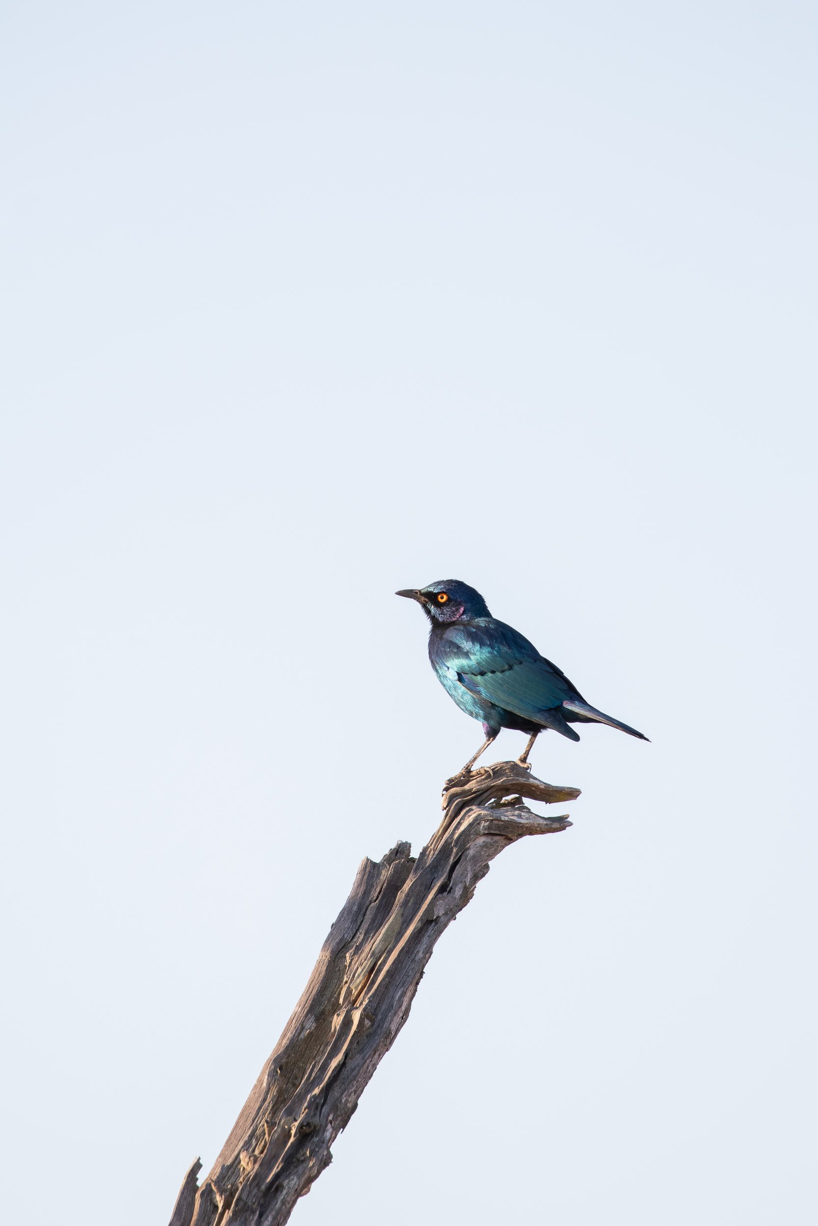 A colorful bird with blue and purple feathers perched on a weathered, broken tree branch against a pale sky background.