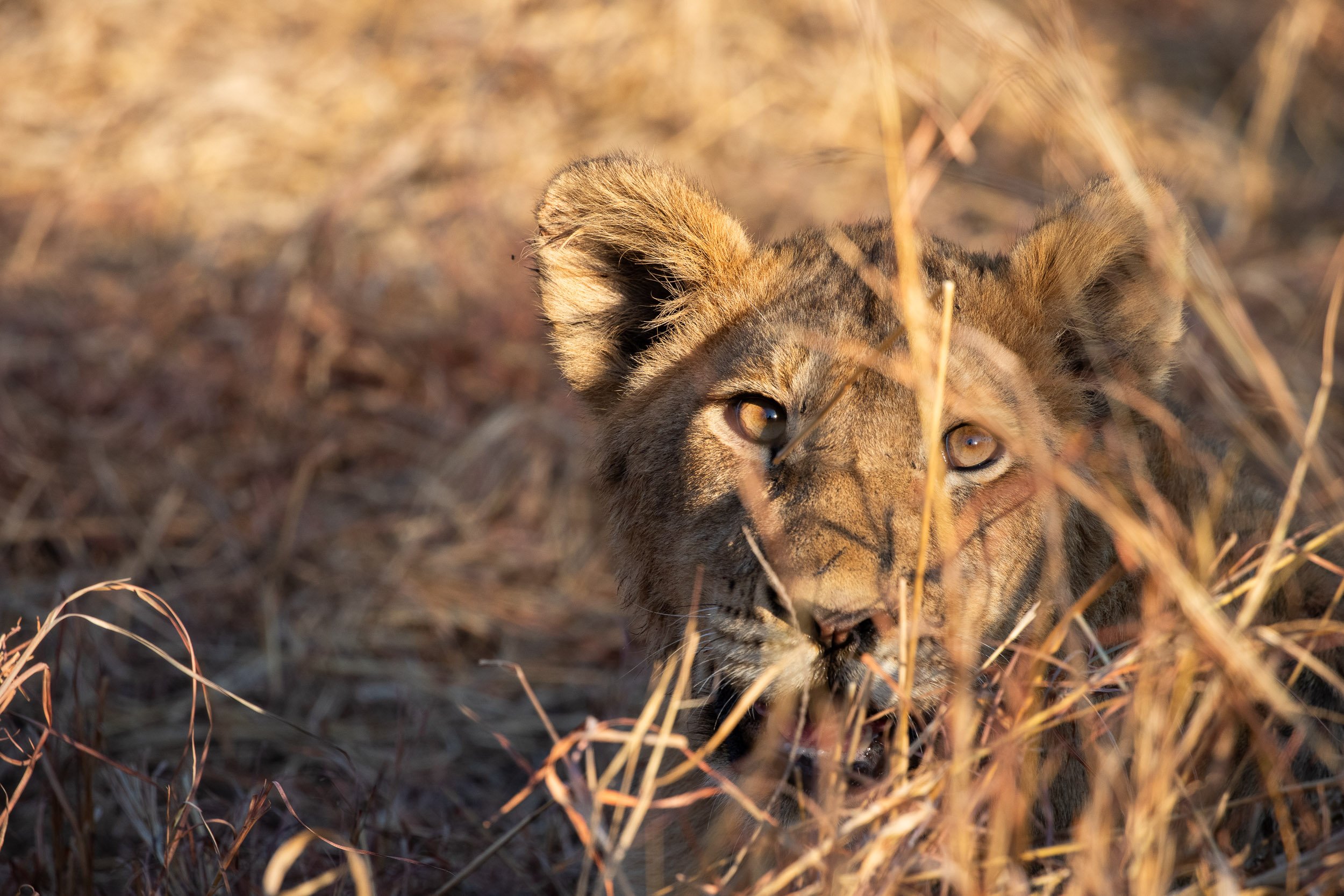 A lion cub lying in dry grass with its head slightly raised and eyes open, surrounded by brownish grass in a natural habitat.
