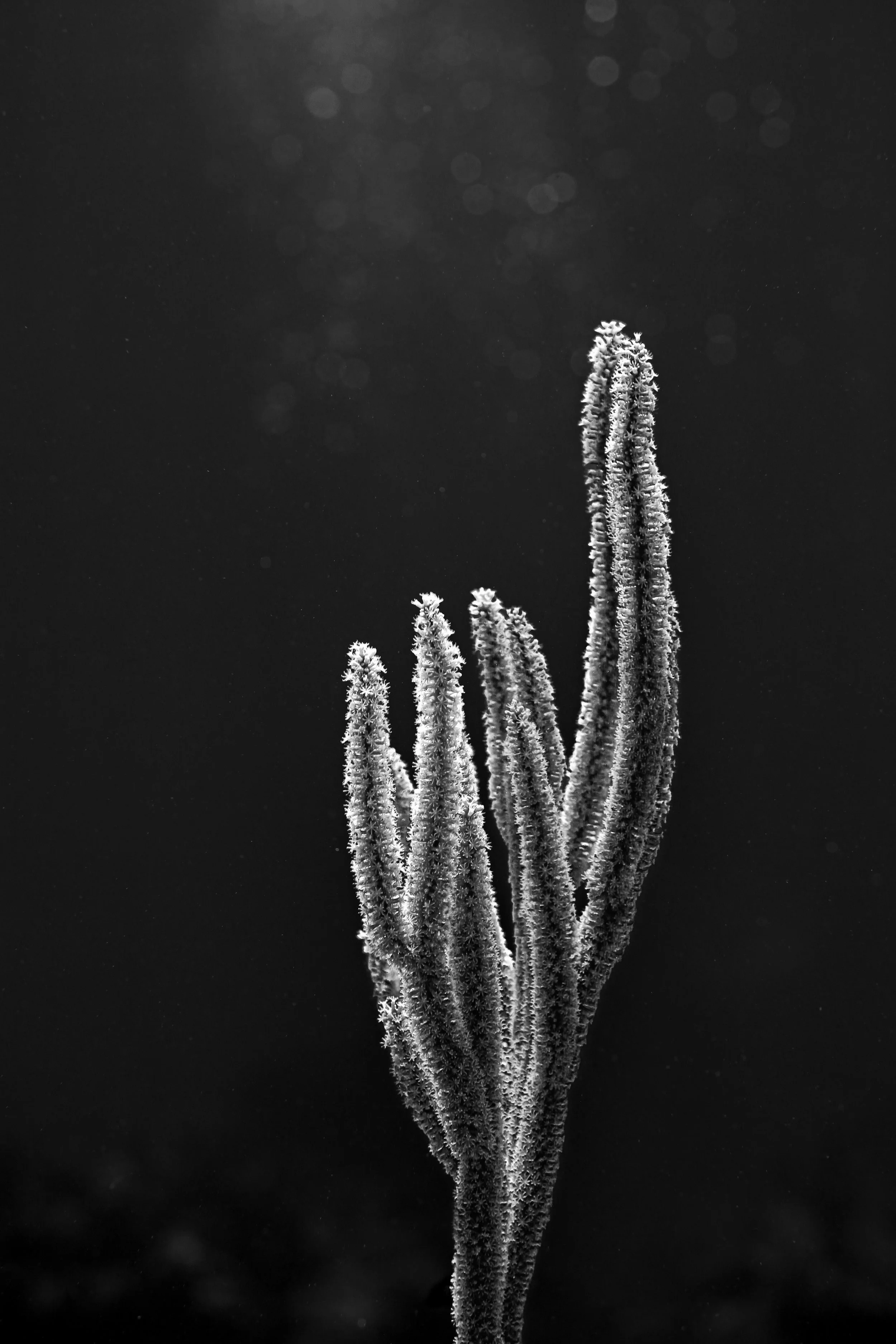 Reach