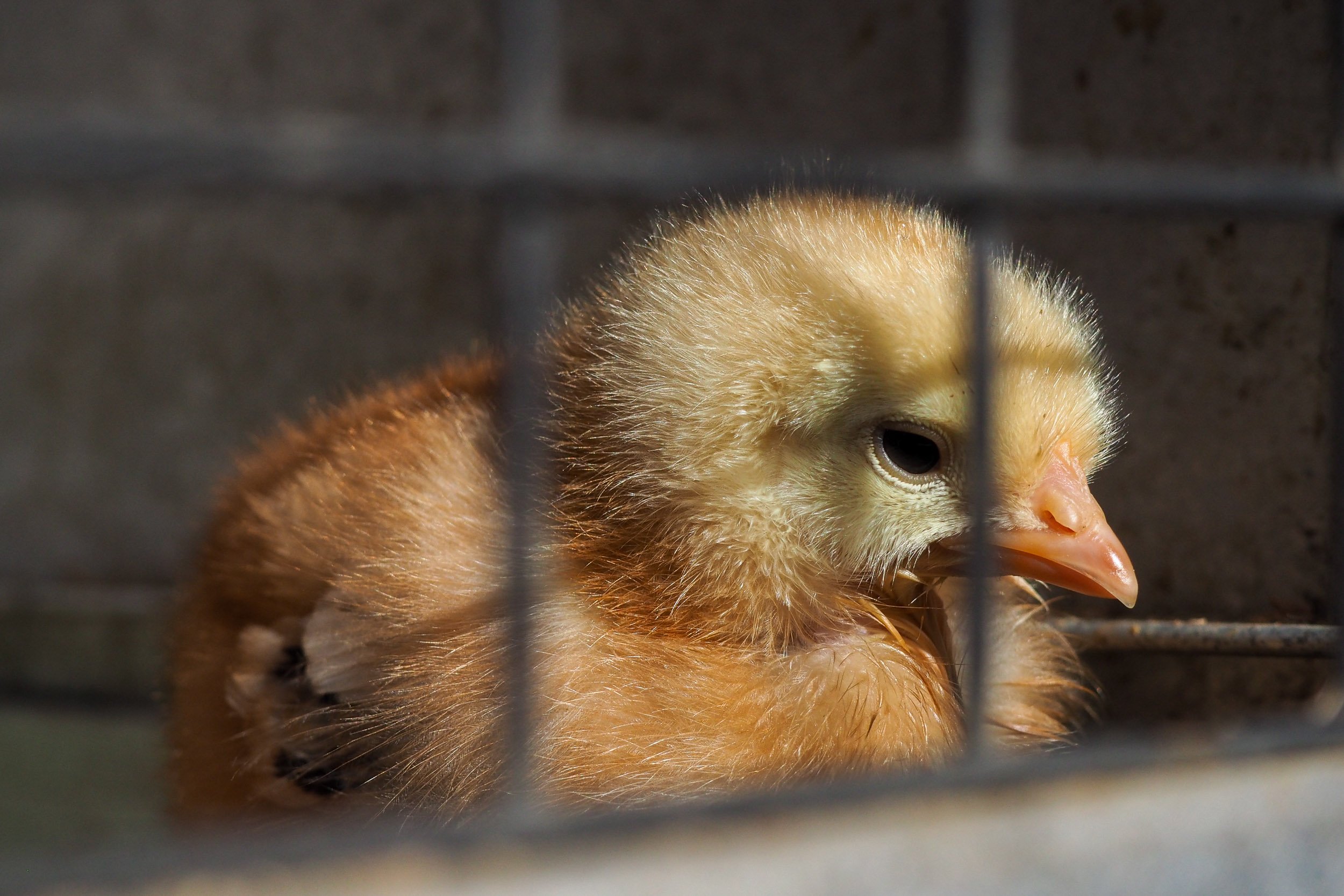 A close-up of a small, fluffy yellow chick behind metal bars.