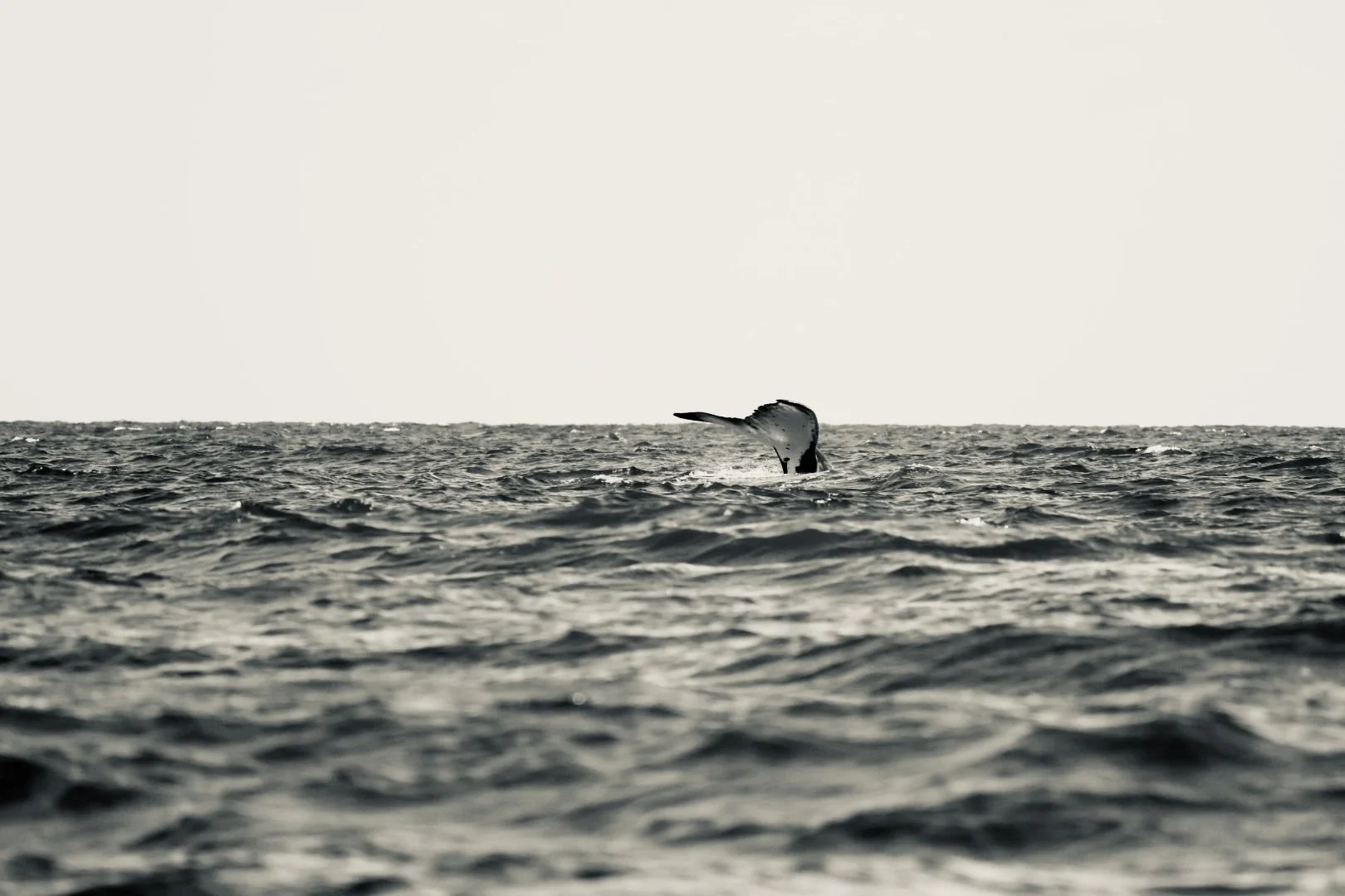 A whale's tail emerging from the ocean water, with the horizon in the background.