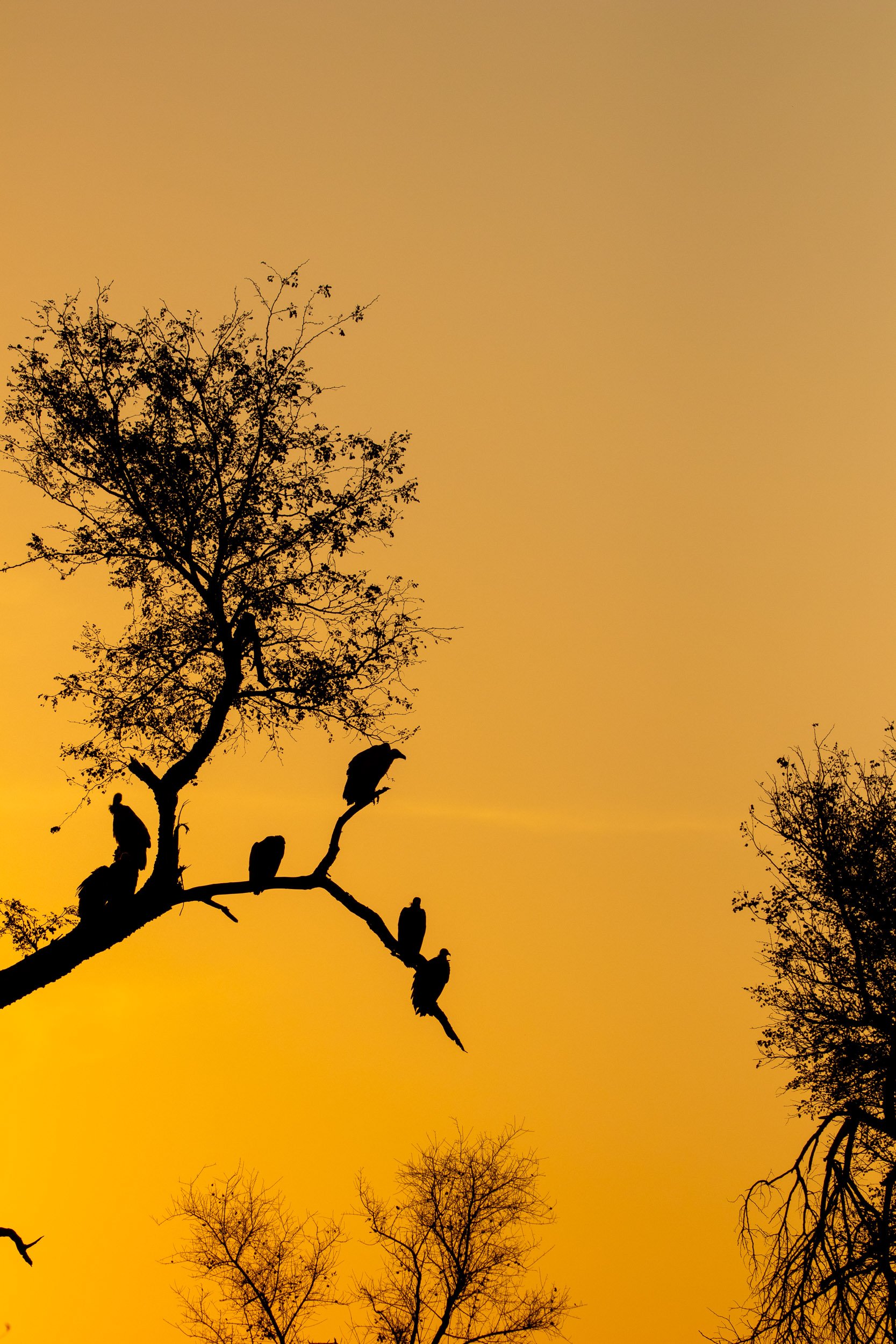 Silhouetted trees and birds against an orange sunset