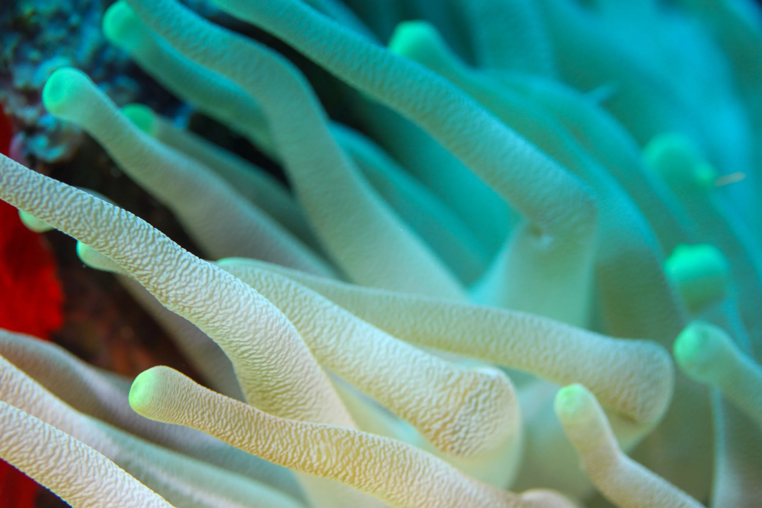 Close-up image of a sea anemone with long, pale, textured tentacles and some green tips.