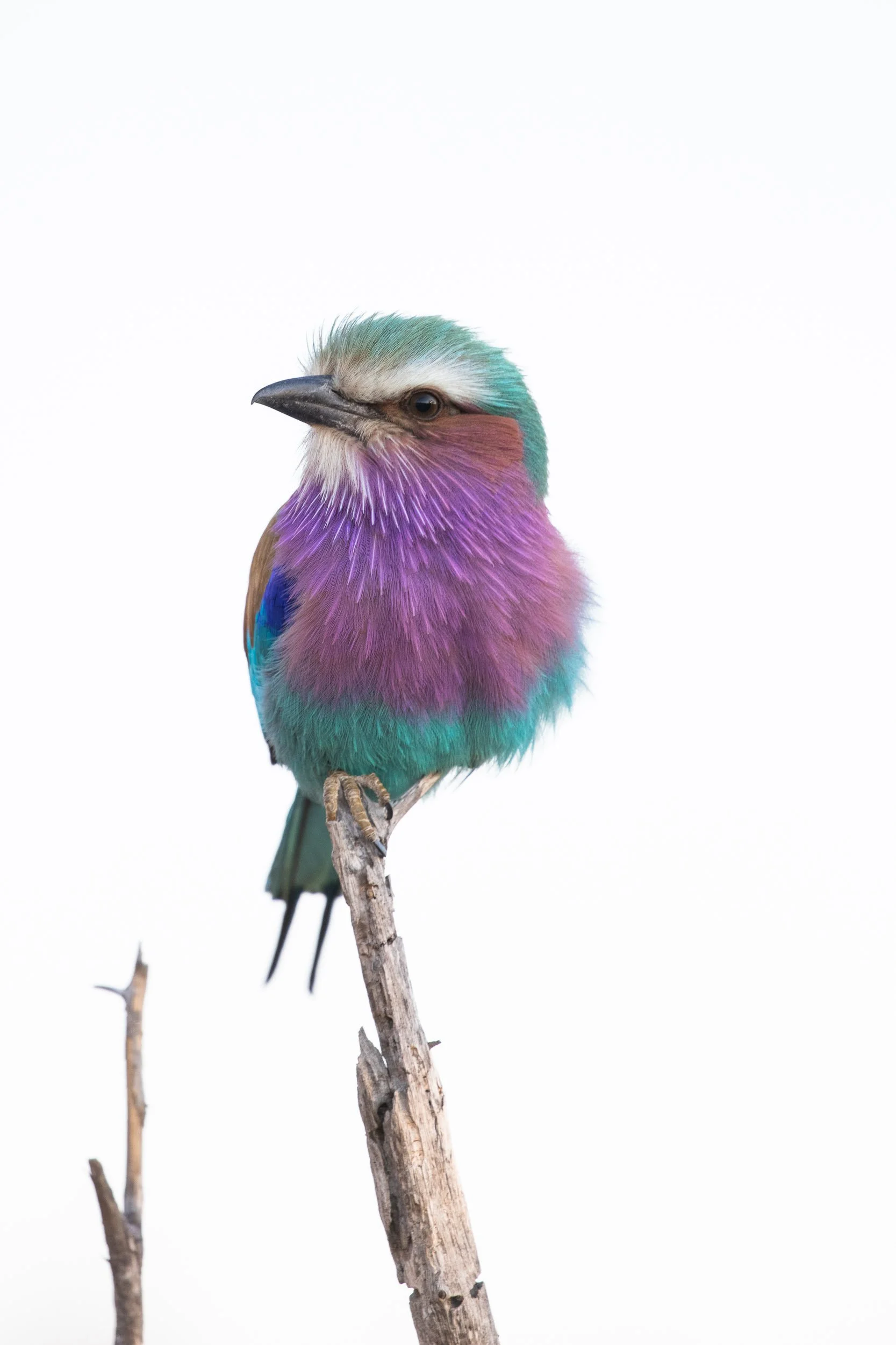 Colorful bird with purple, blue, green, and tan feathers perched on a small branch against a white background.