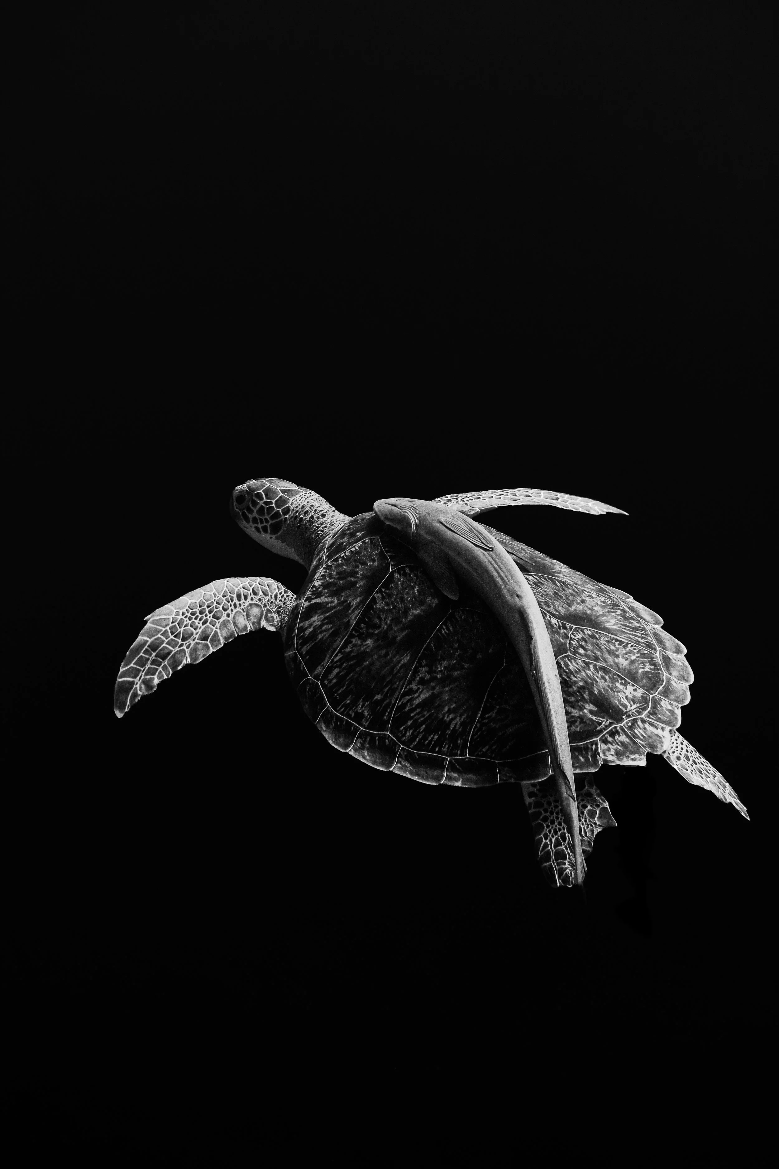 Black and white photo of a sea turtle swimming in dark water.