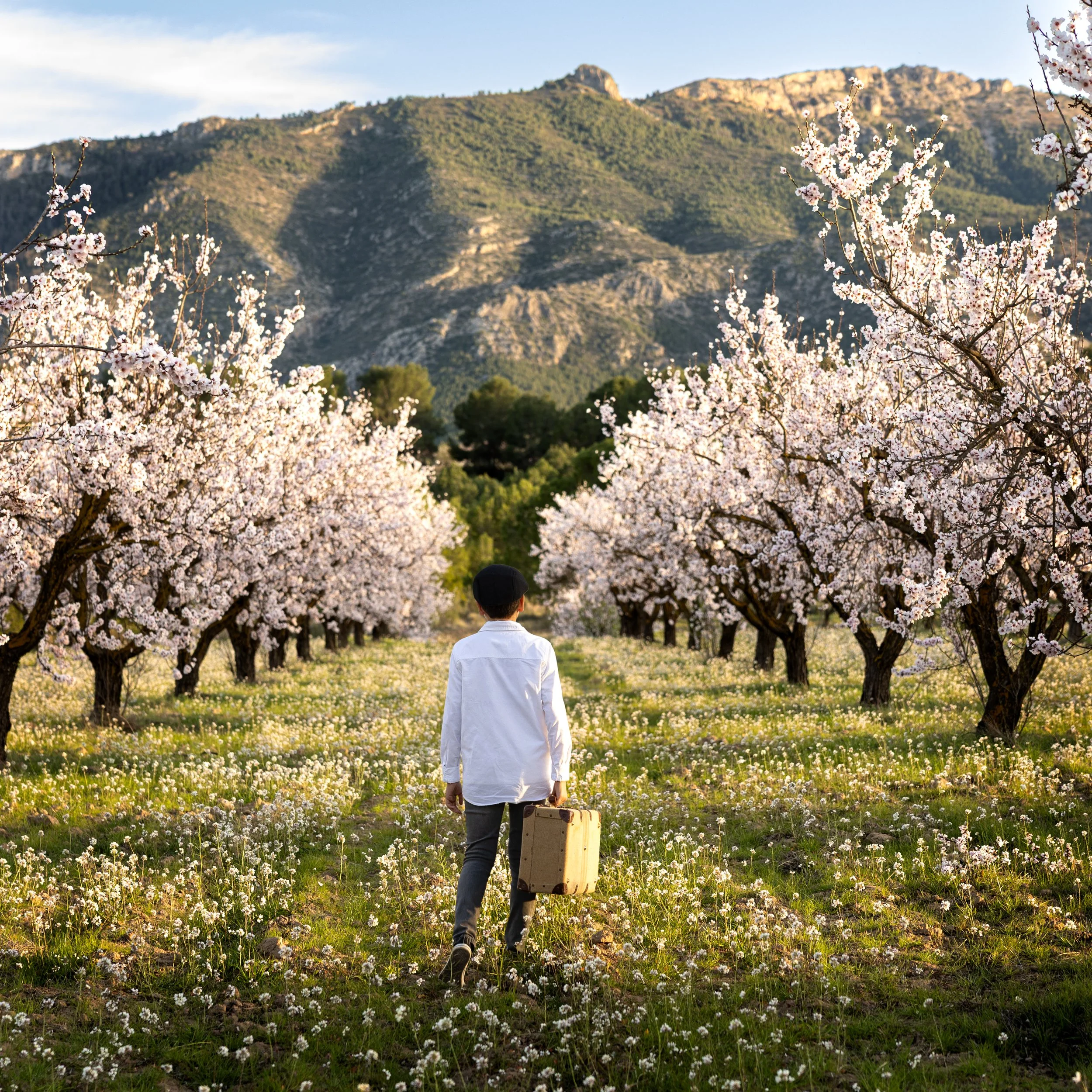 Un niño camina entre un huerto de cerezos en flor con un maletín, con montañas en el fondo