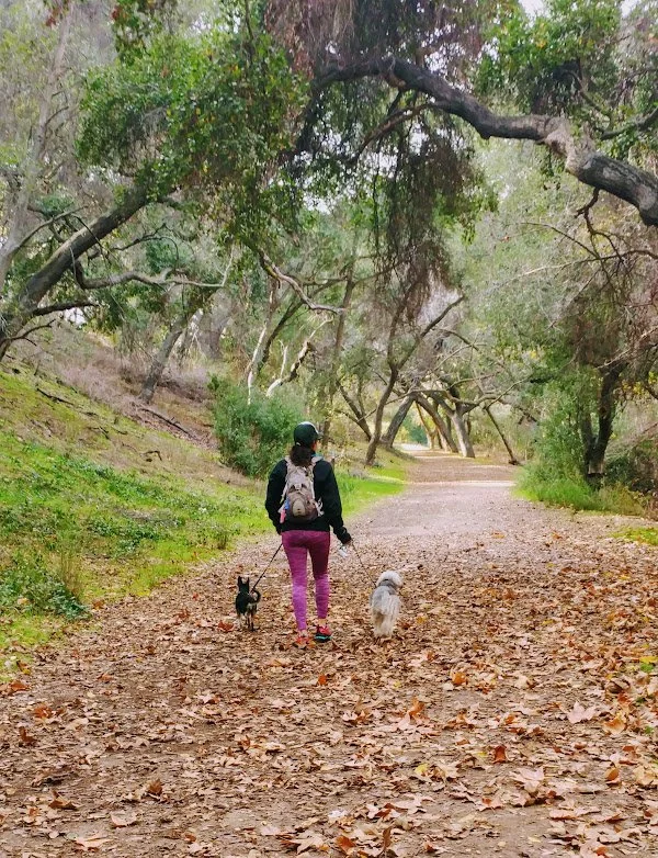🐾 Morning Walks