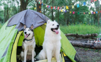 K9 Campouts