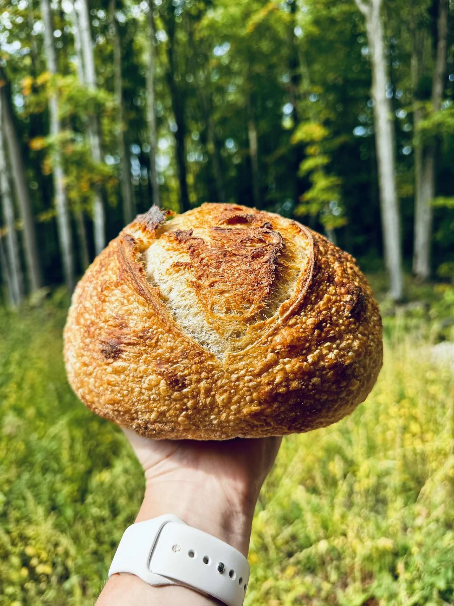sourdoughspet.jpeg