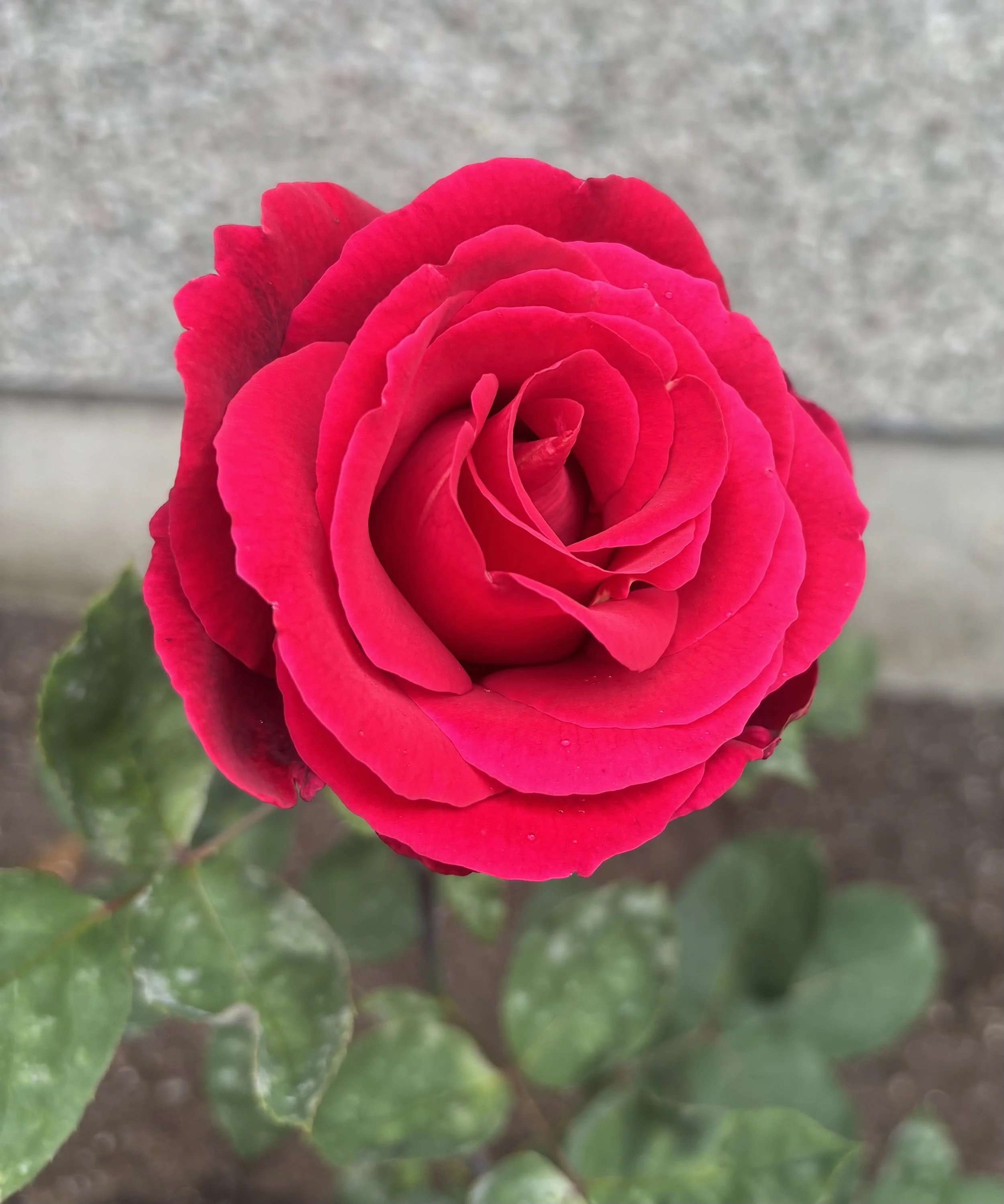 Sustainably sourced roses for Miller's Rosewater