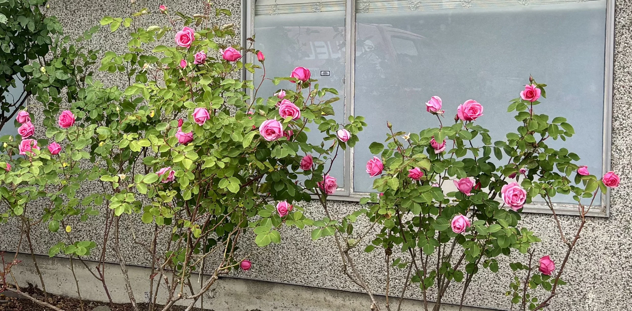 Organic roses grown for Miller's Rosewater handcrafted hydrosol Kitsilano