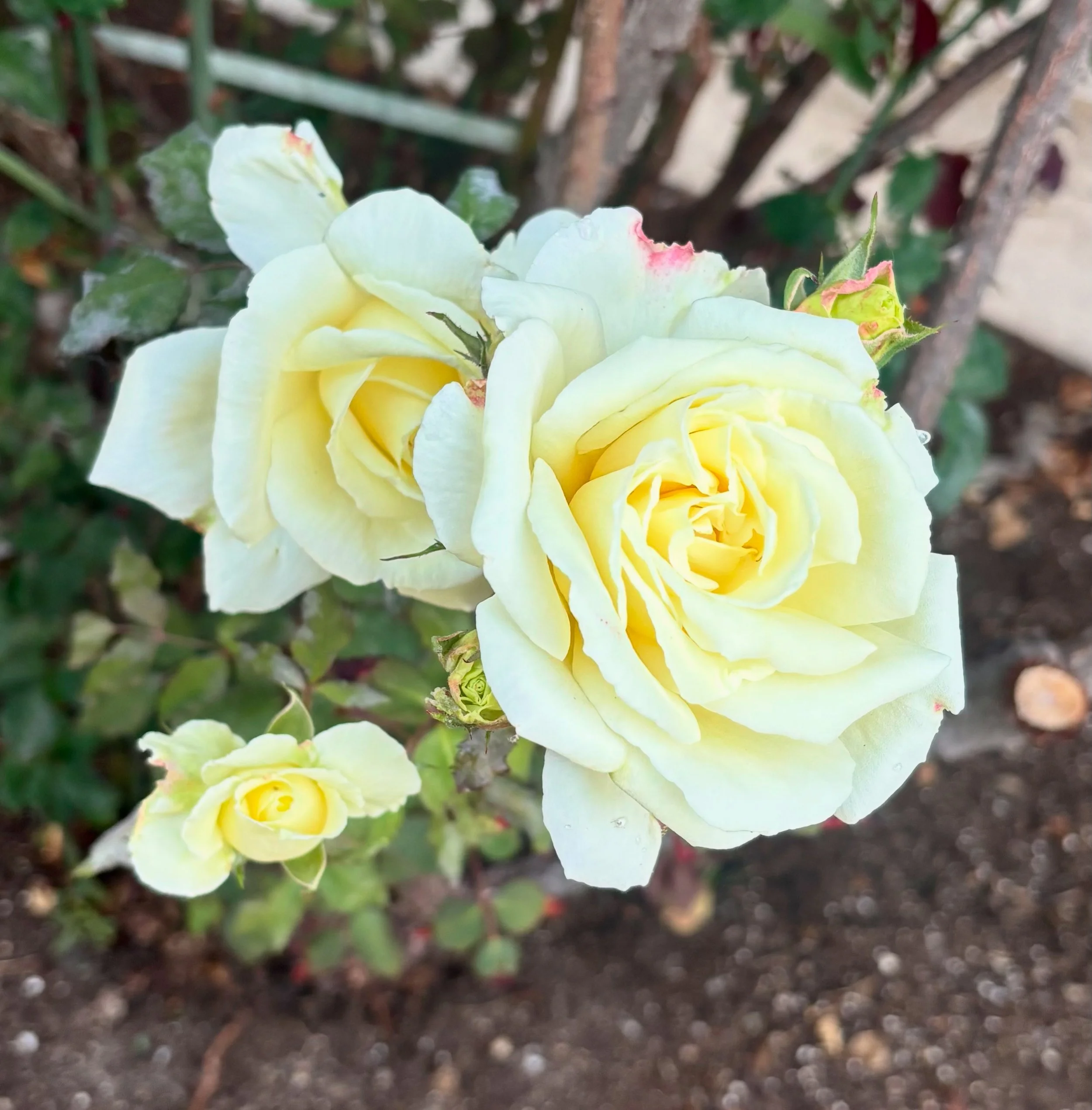 Organic roses used in Miller's Rosewater handcrafted in Kitsilano