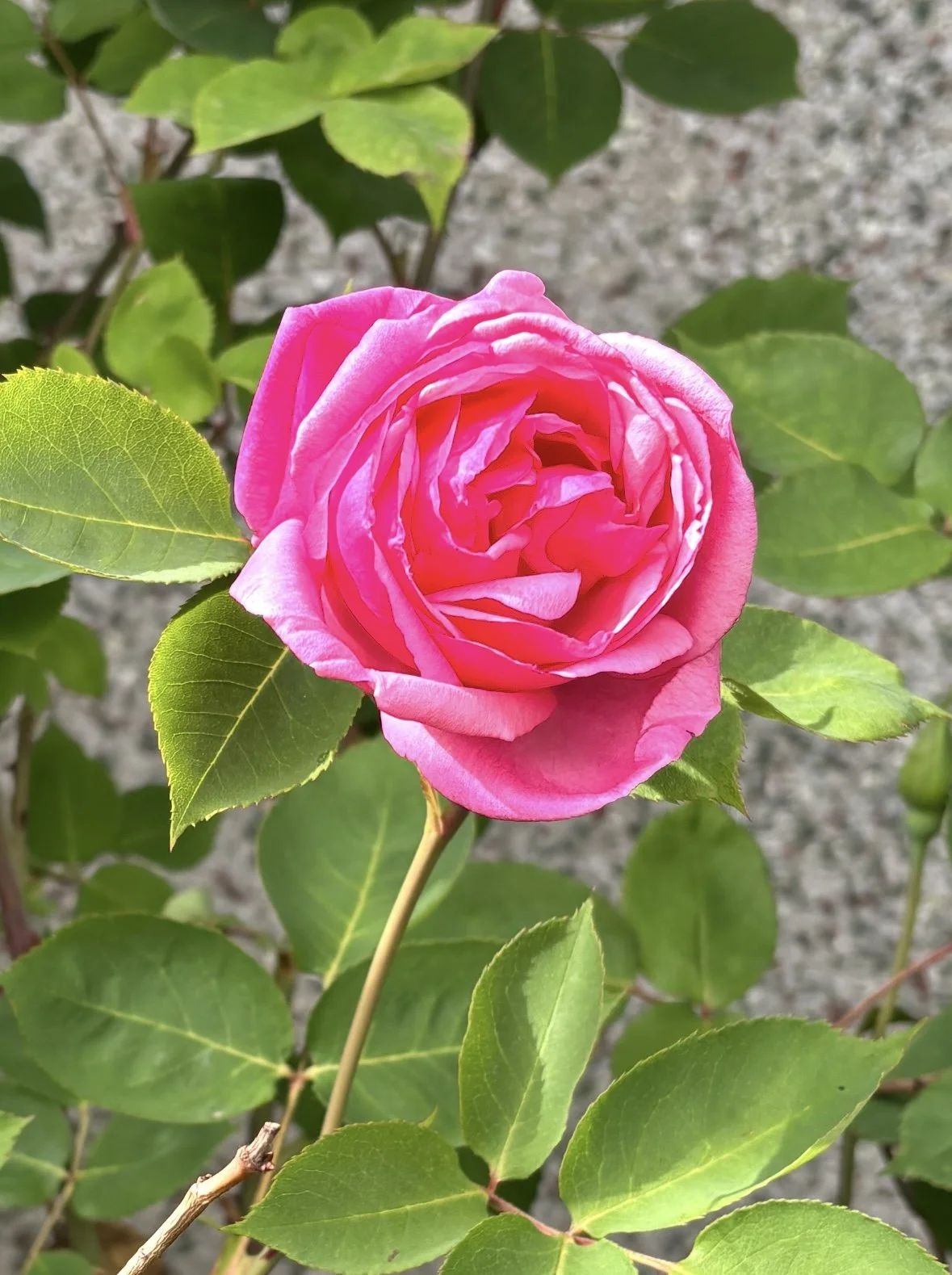 Garden roses harvested for Miller's Rosewater