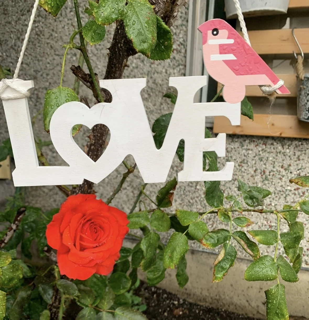 Roses from the garden used in Miller's Rosewater