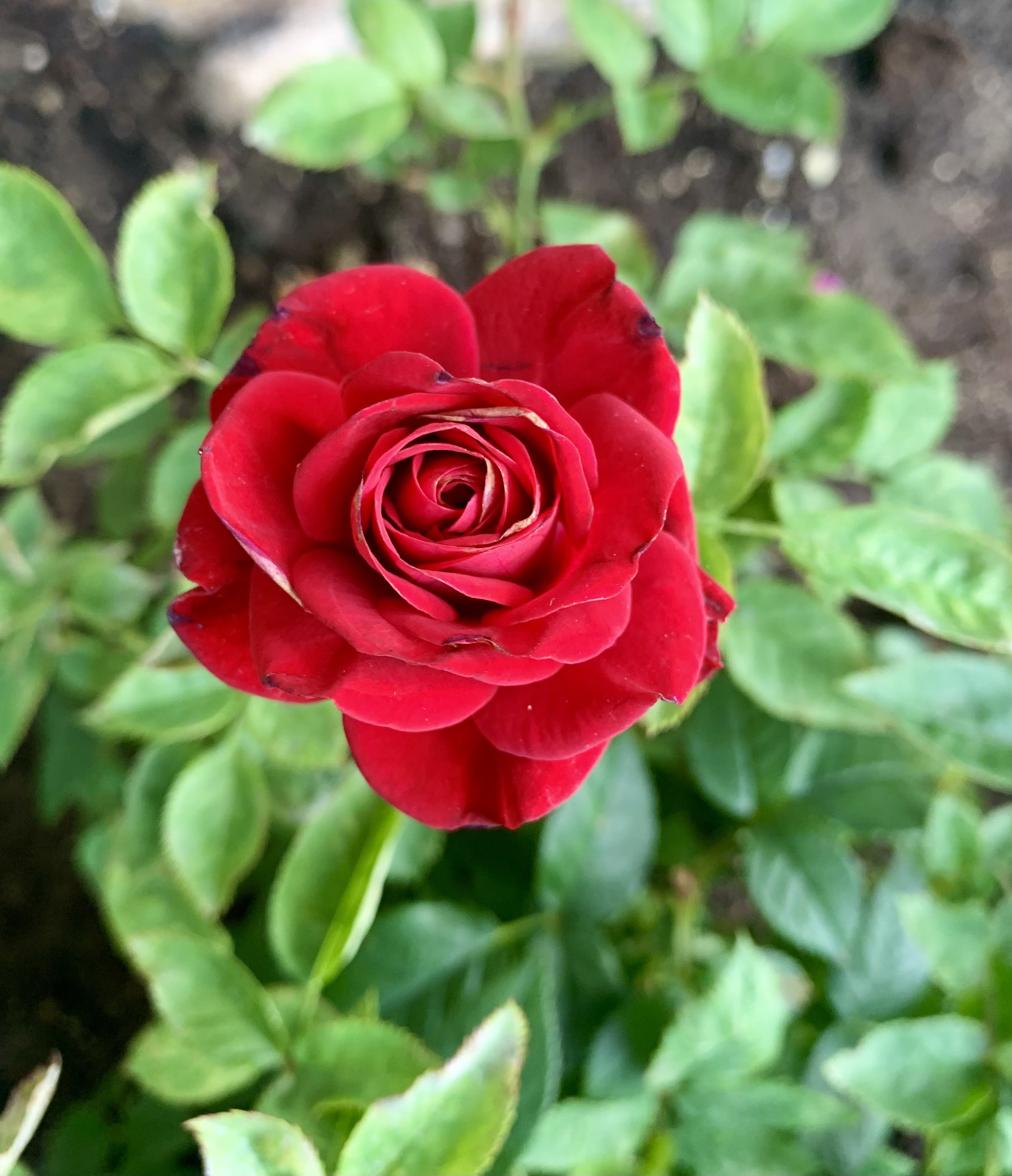 Fresh organic pink roses for Miller's Rosewater small-batch hydrosol