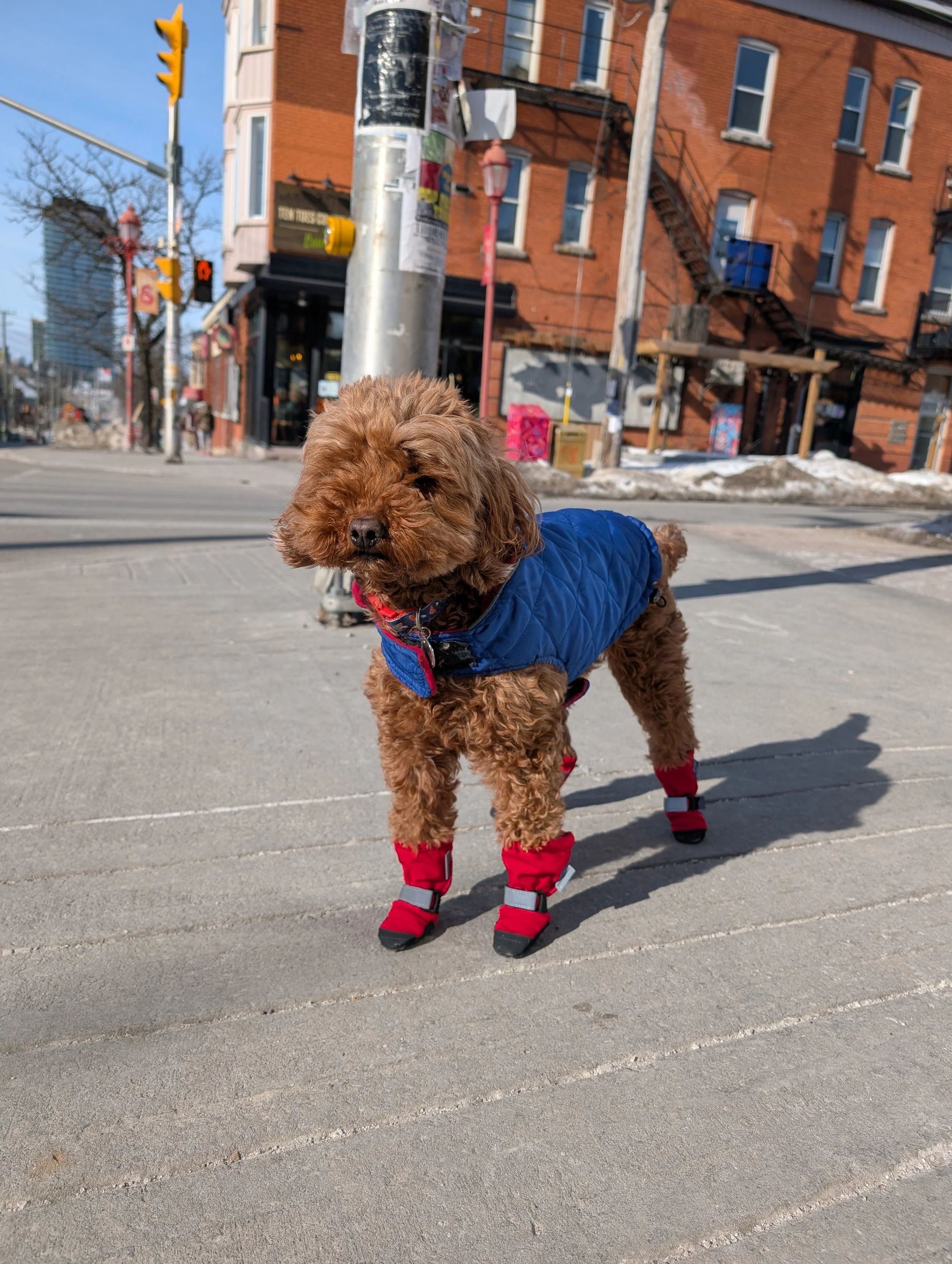 Sedation dentistry Ottawa at Tooth & Co. in Centretown West, offering nitrous oxide laughing gas and therapy dog Mushroom for anxious patients.