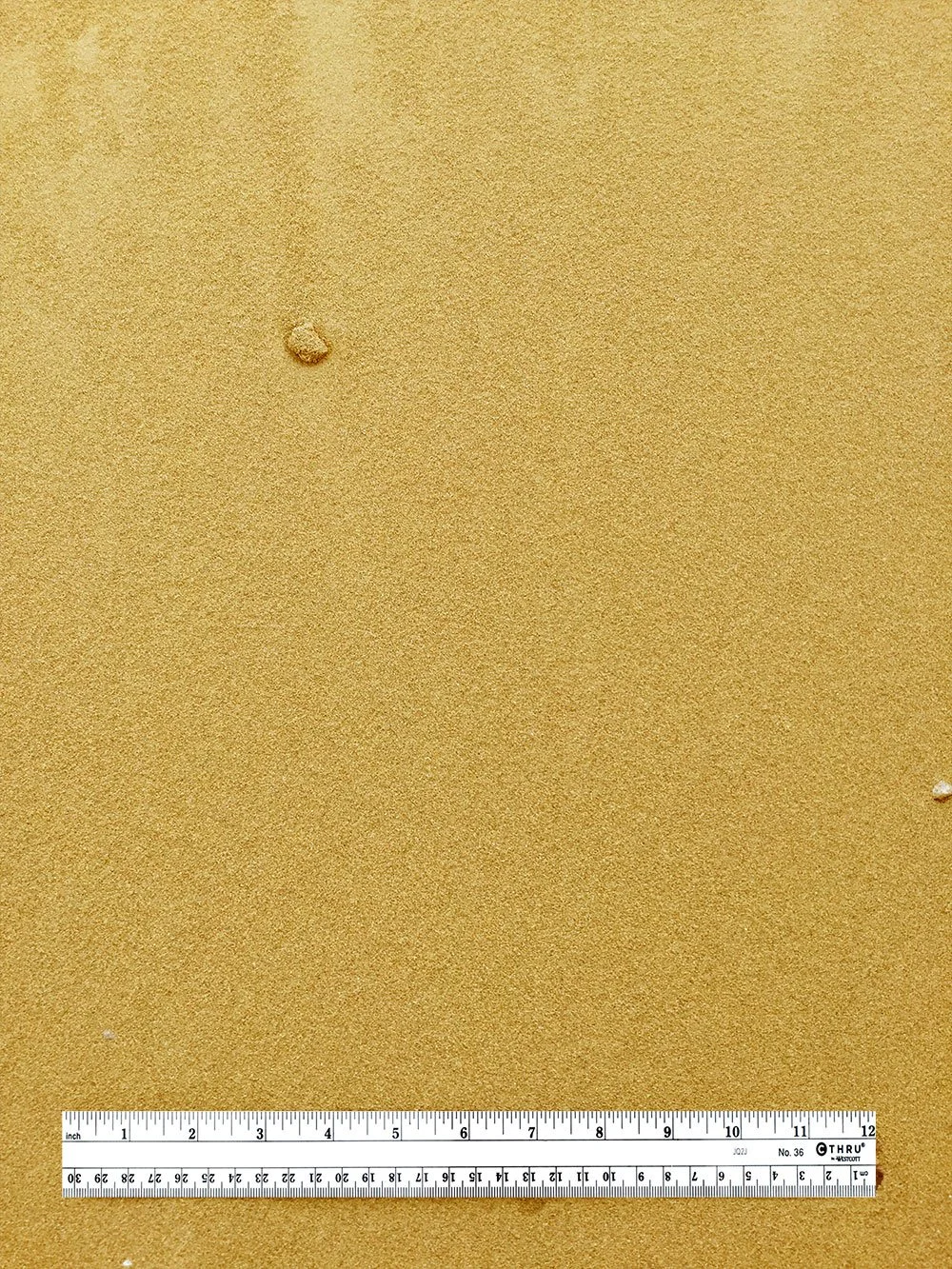 Close-up of sandy beach with a small shell and a ruler for scale.