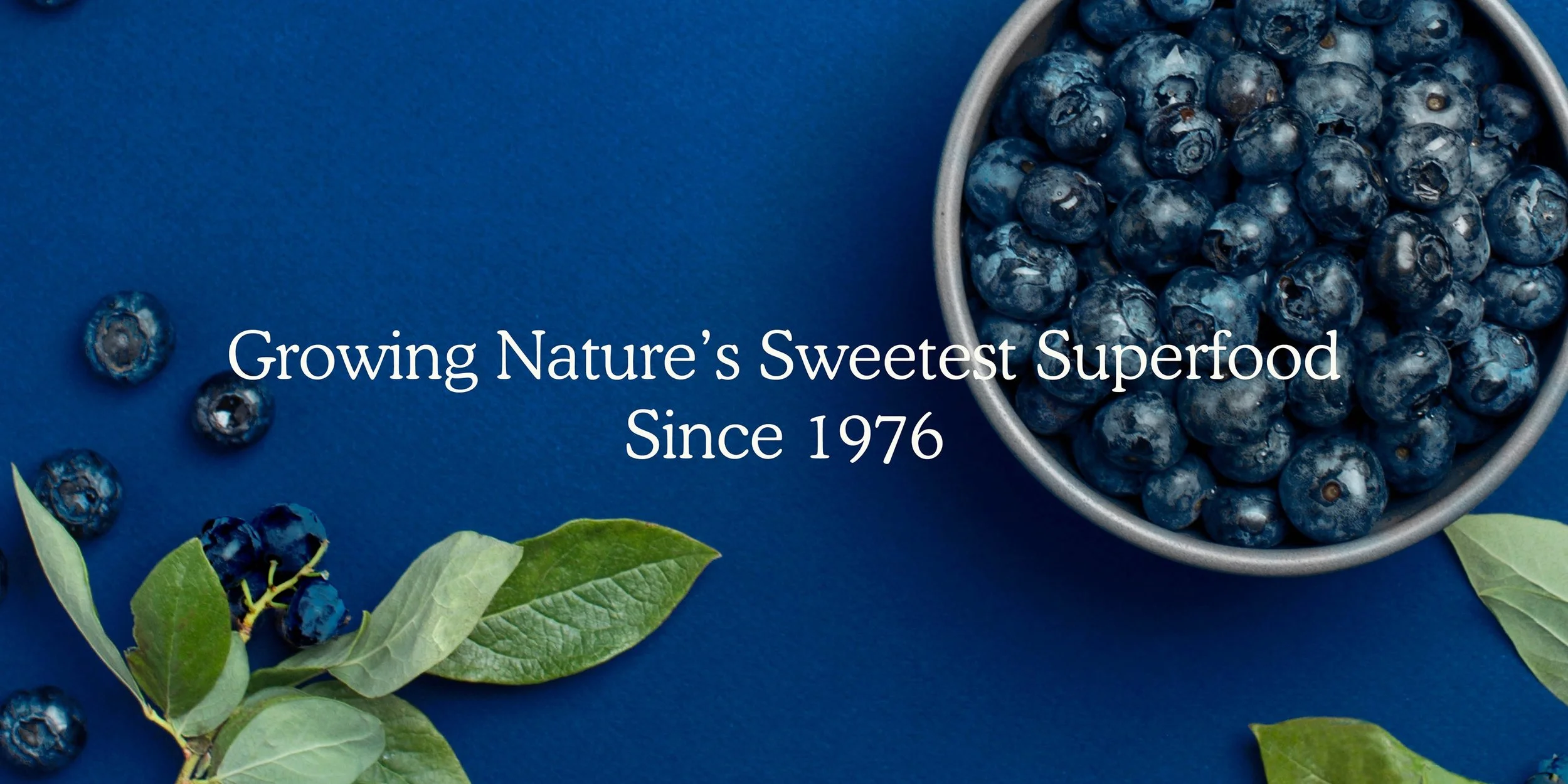 Blueberries’ Bountiful Benefits