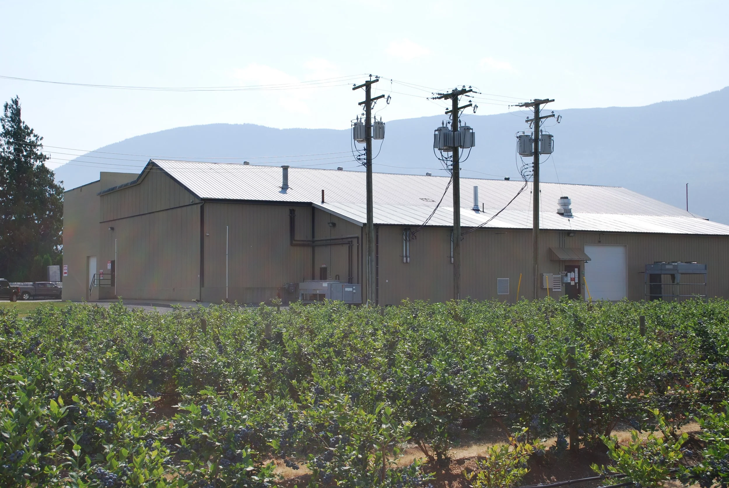 Growing Premium Blueberries