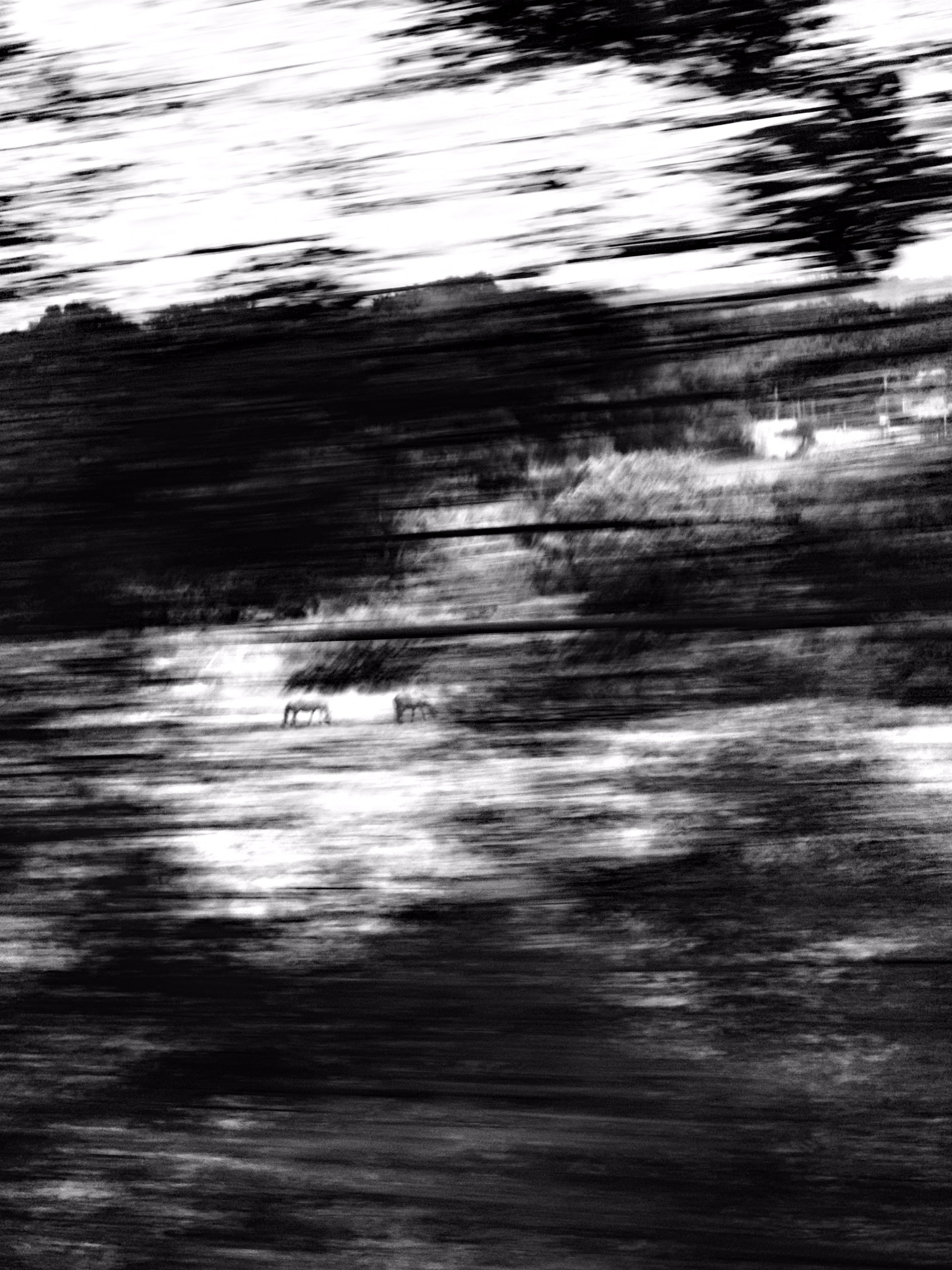 Black and white photo of a landscape with two horses in the distance, captured with motion blur.