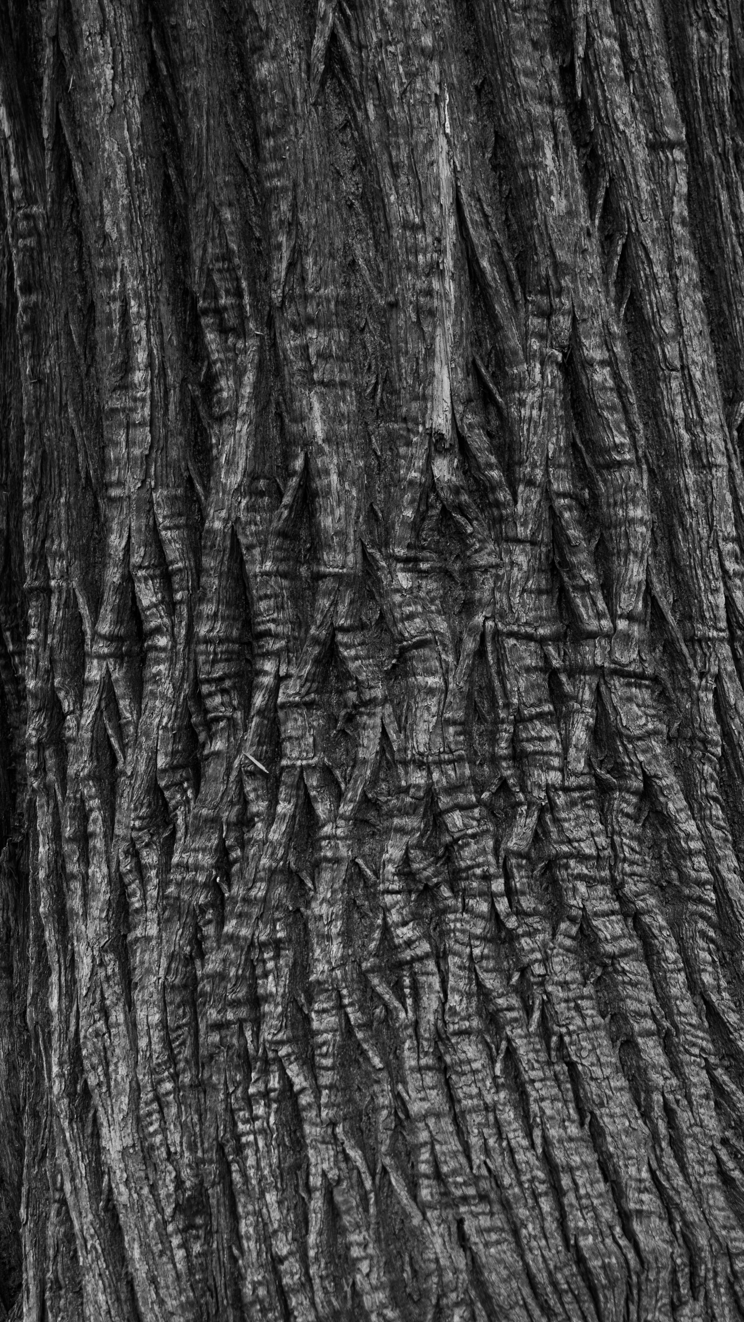 Close-up photo of a rough, dark, textured tree bark surface.