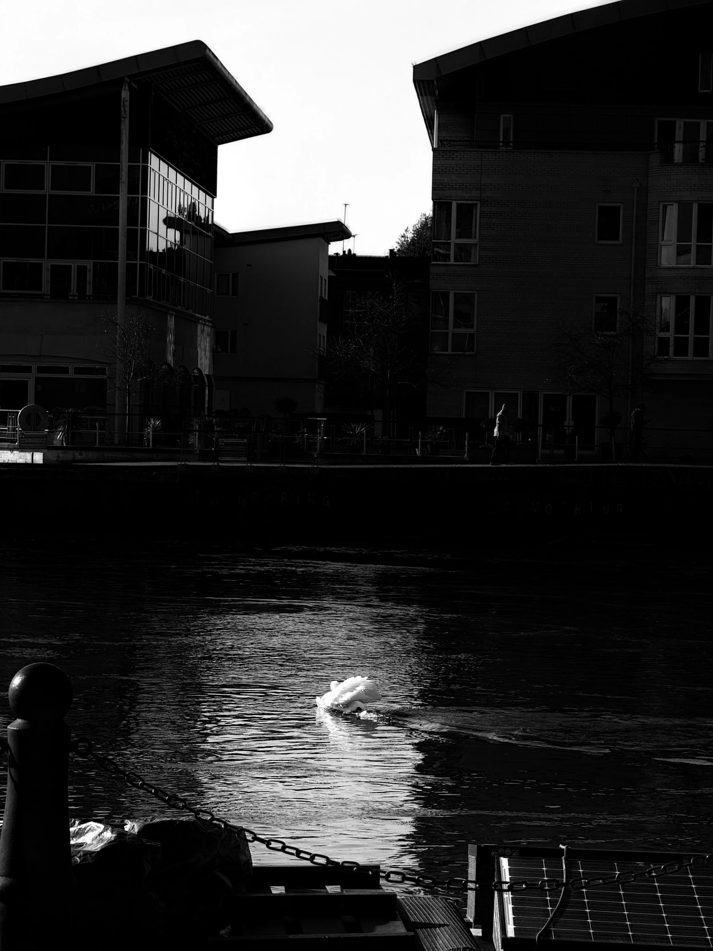 A black-and-white photo of a river with a swan swimming on it, reflected in the water. In the background, there are modern buildings and a few trees.