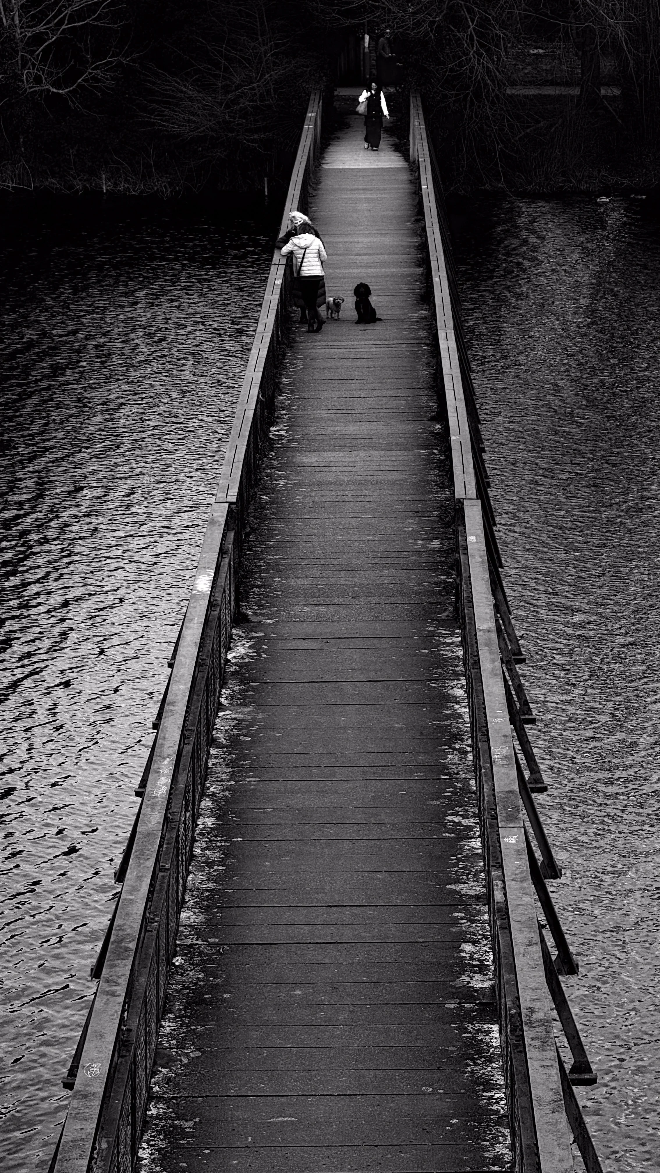 Black and white photo of a narrow footbridge over water with three people walking and two dogs on it, surrounded by leafless trees.