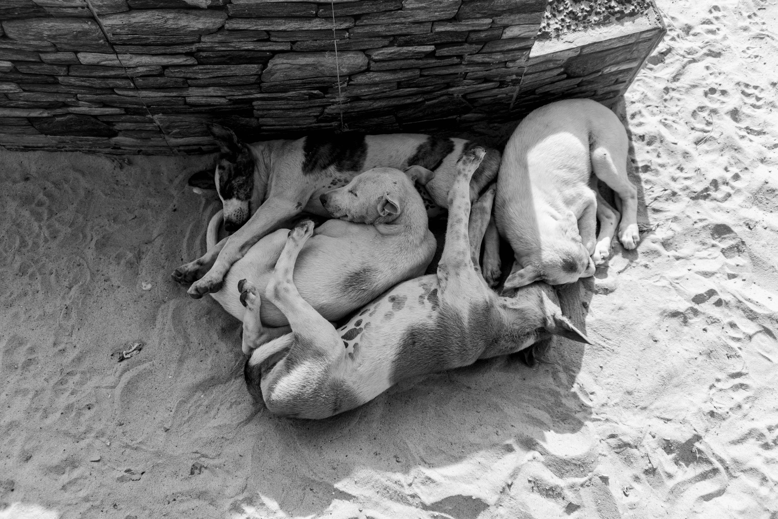 Four puppies sleeping on sandy ground next to a stone wall.