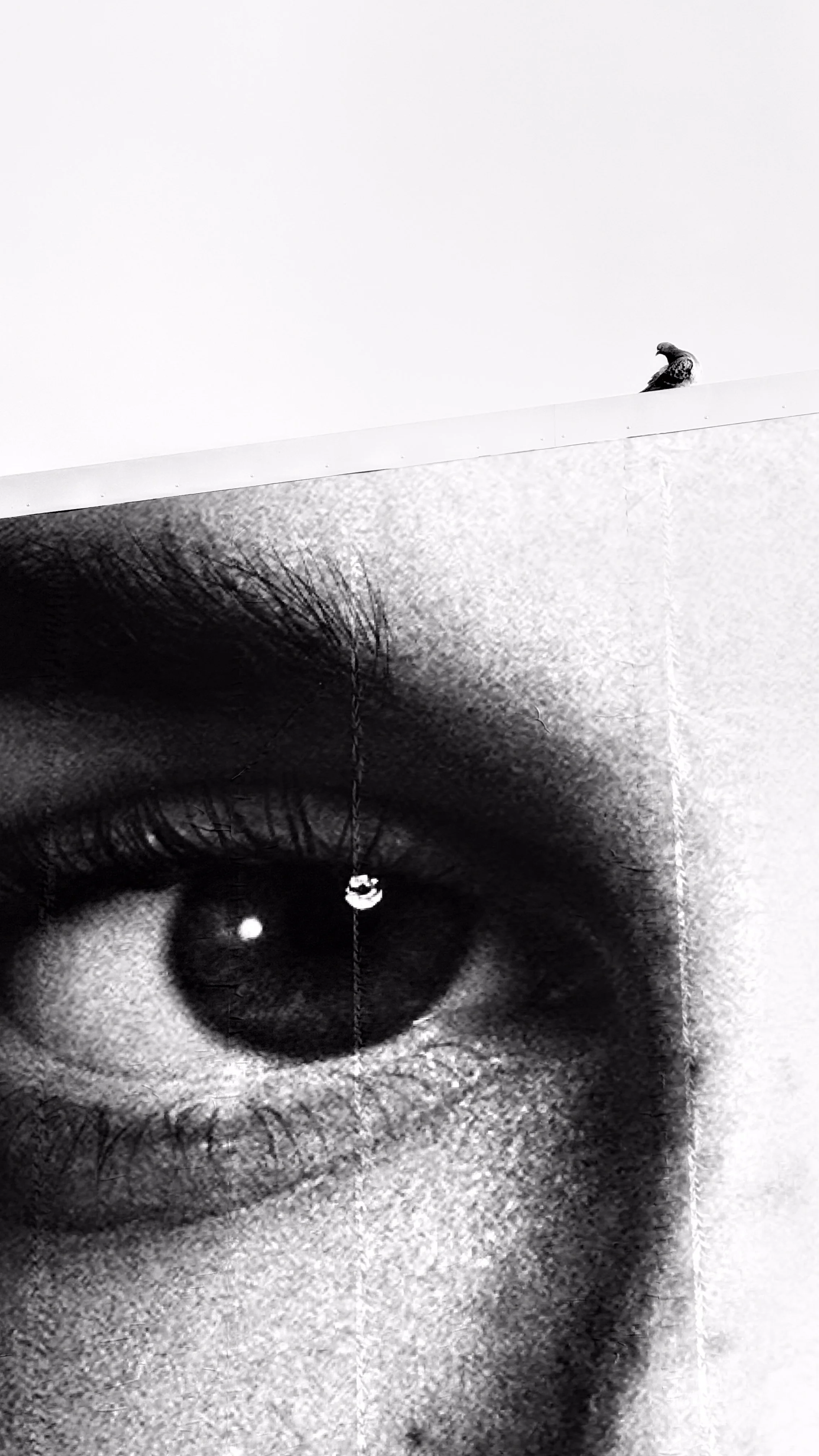 Close-up of a human eye with a reflection of a bright circle, overlaid with a photograph of a small bird perched on the edge of a building in black and white.